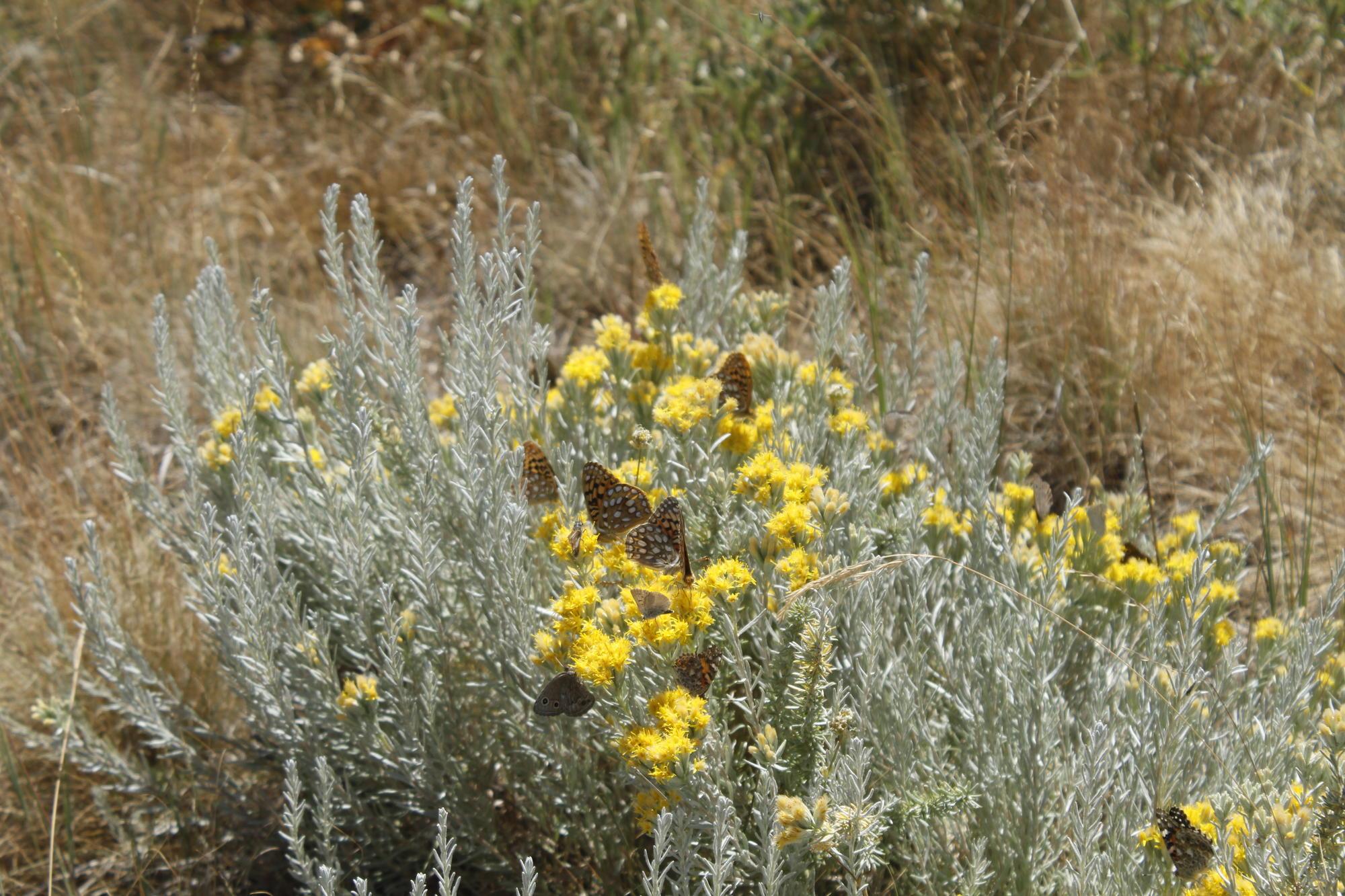 numerous butterflies on small gray shrub with bright yellow flowers