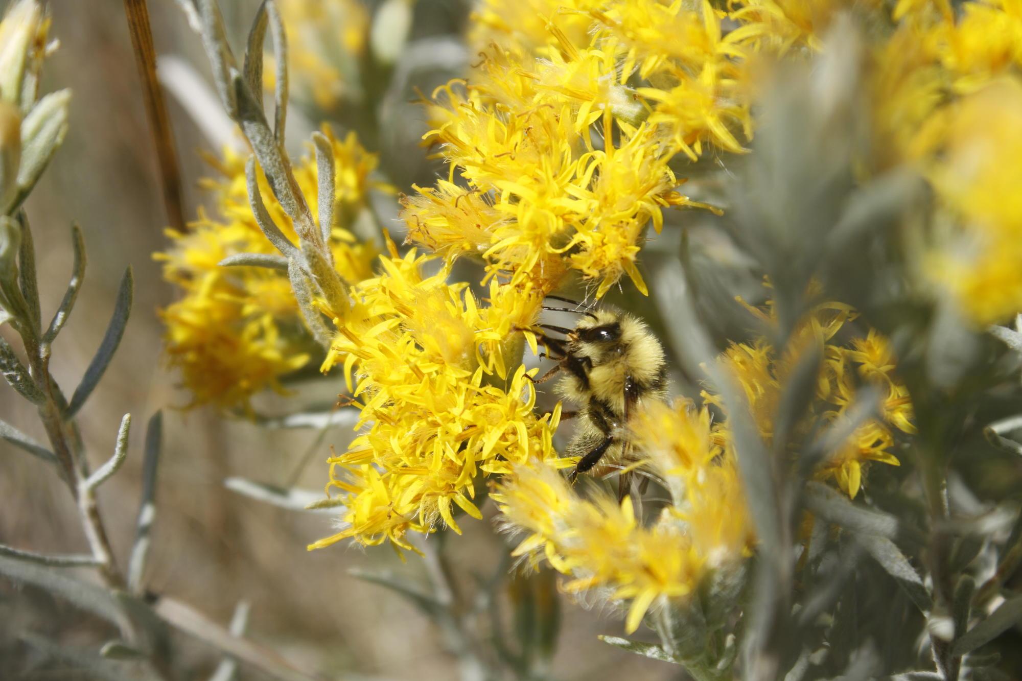bee foraging on yellow flowers