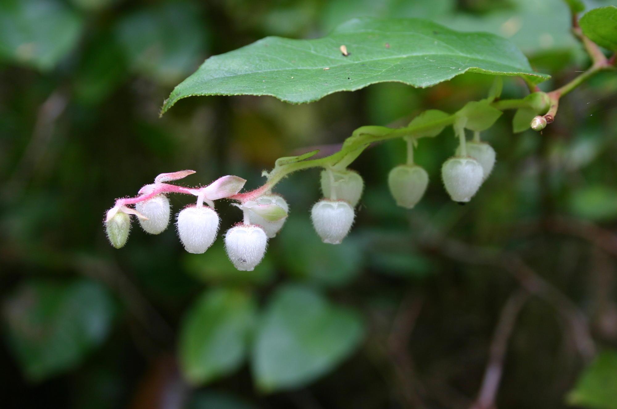 a string of white cup-shaped flowers beneath a dark green leaf