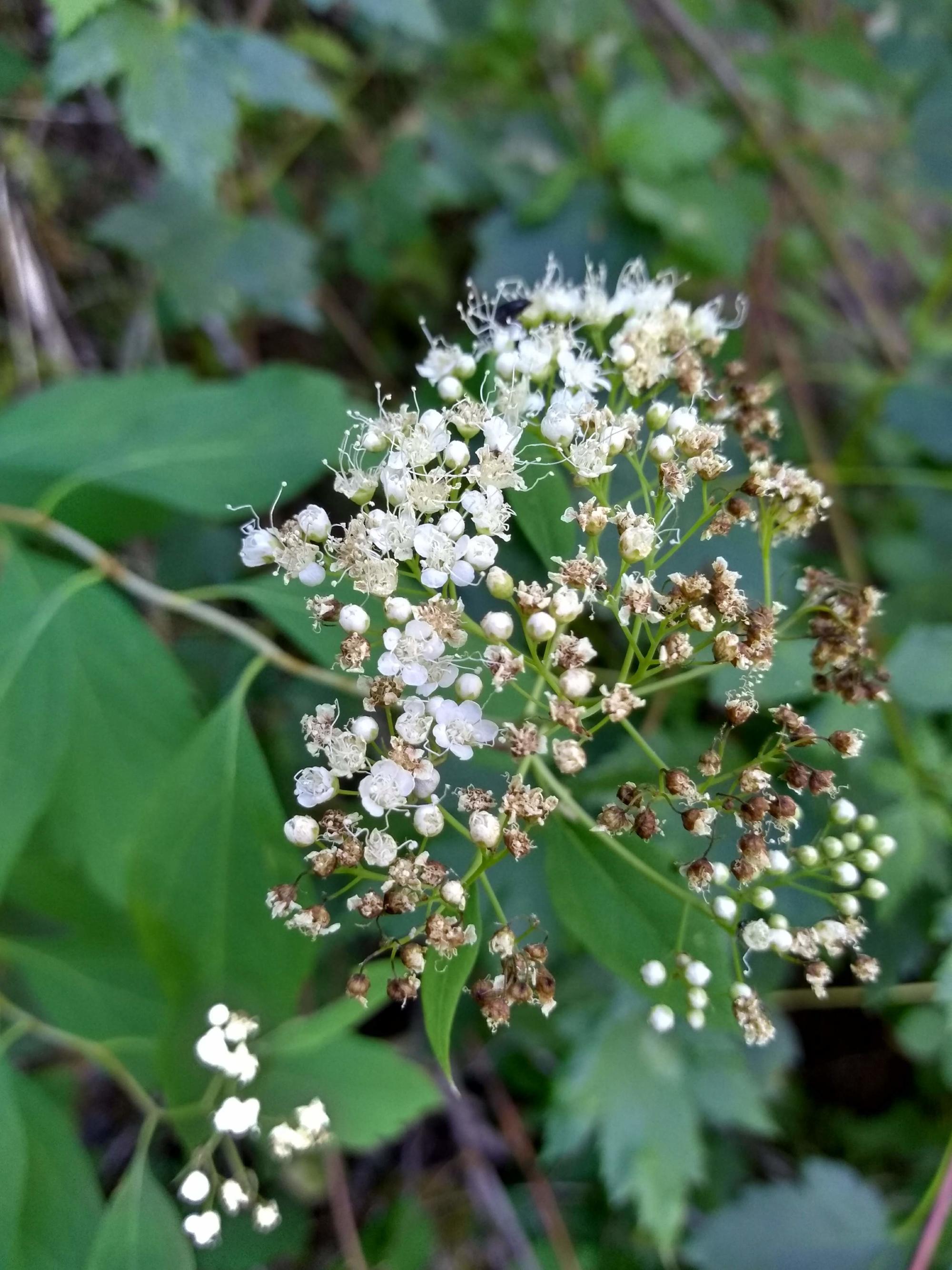 white composite flower, fading to brown