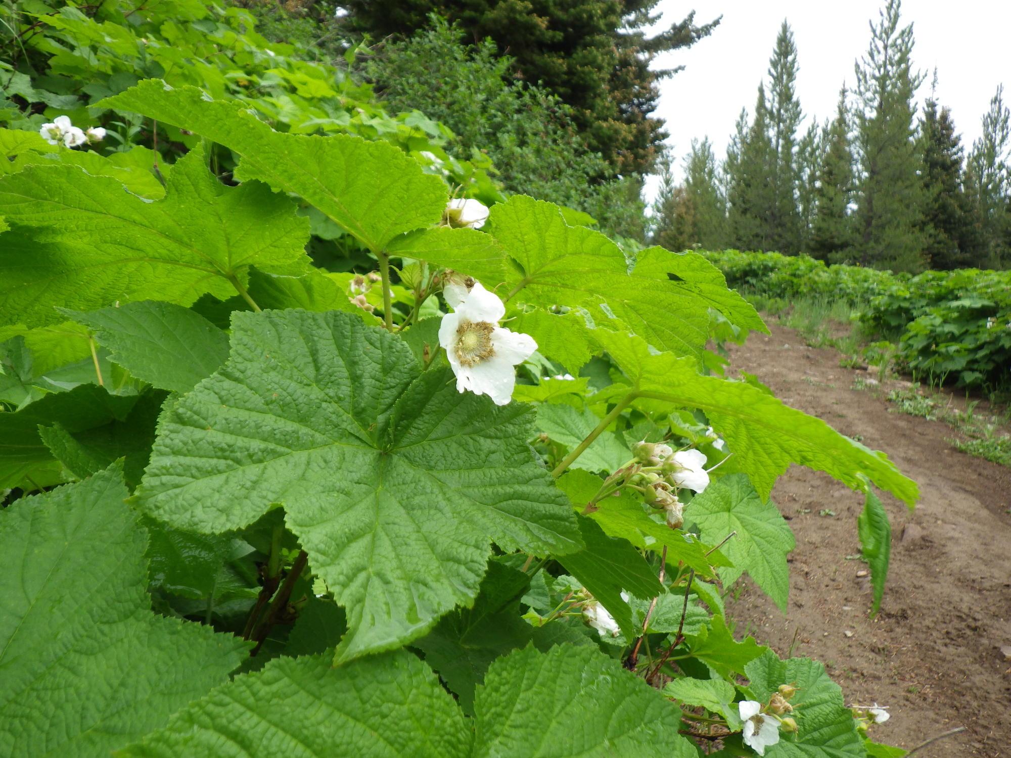 big green leaves and white petaled flowers of thimbleberry