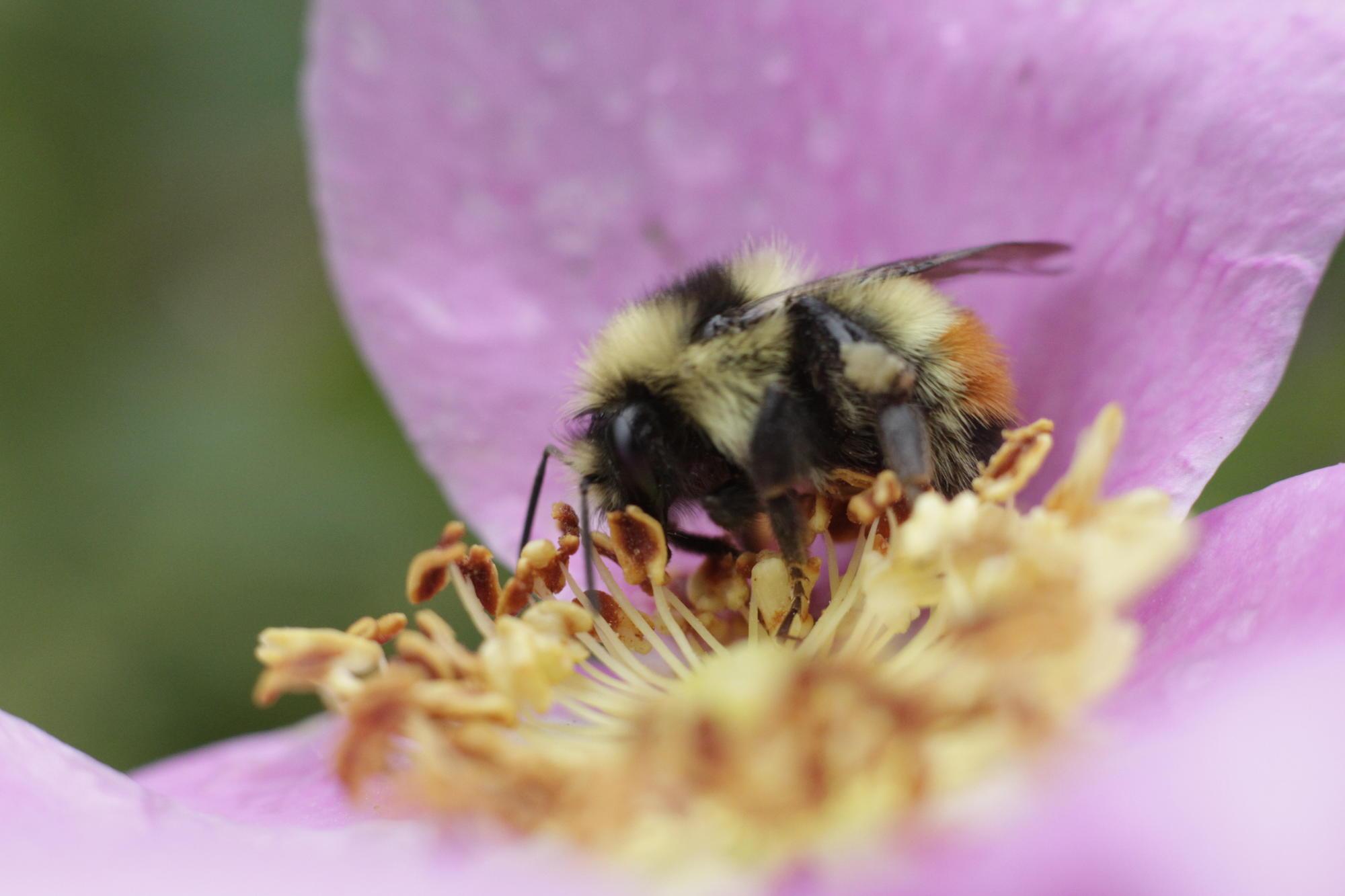 bumble bee foraging on stamens of pink rose