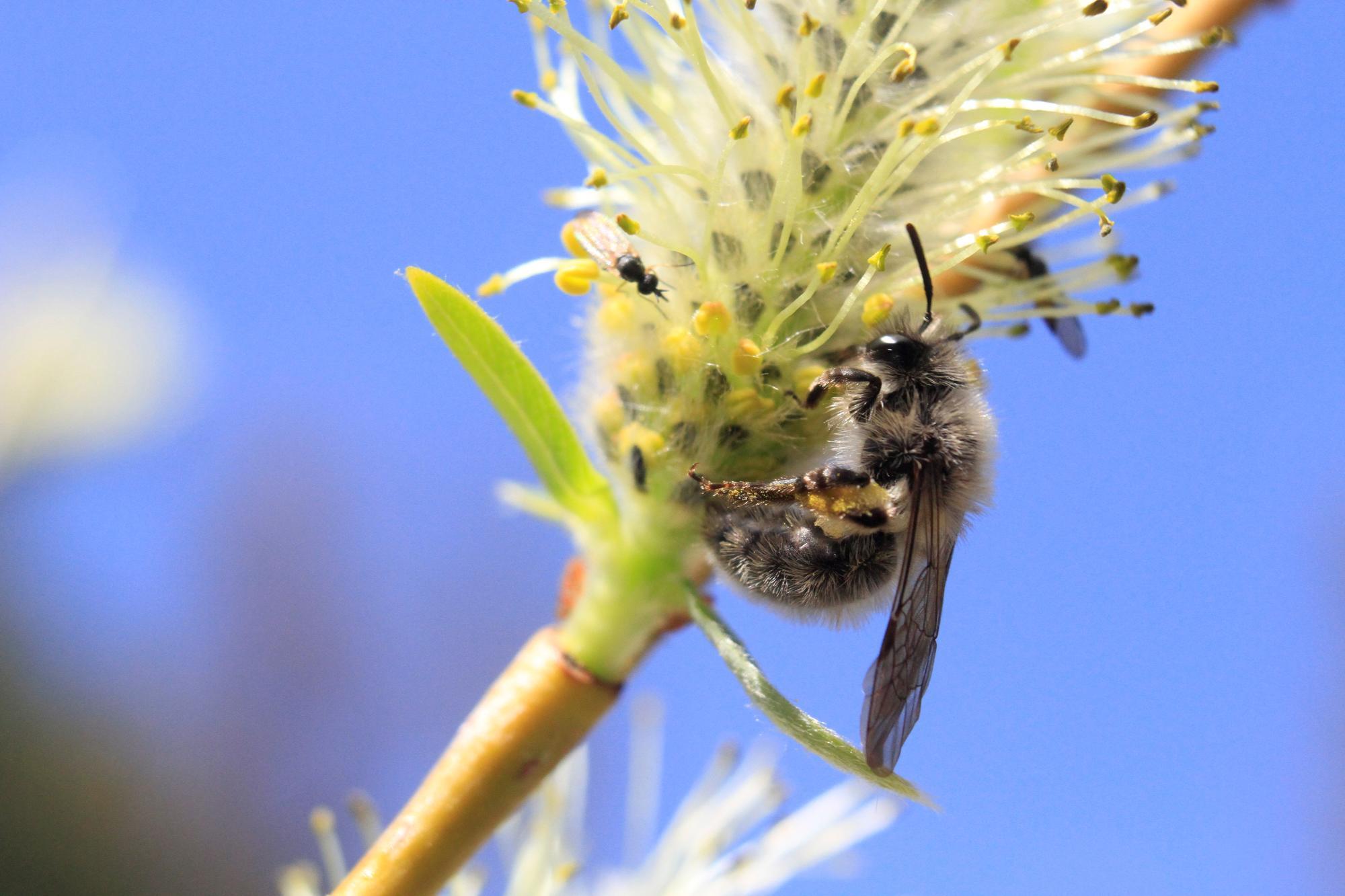 bee on fuzzy willow bloom