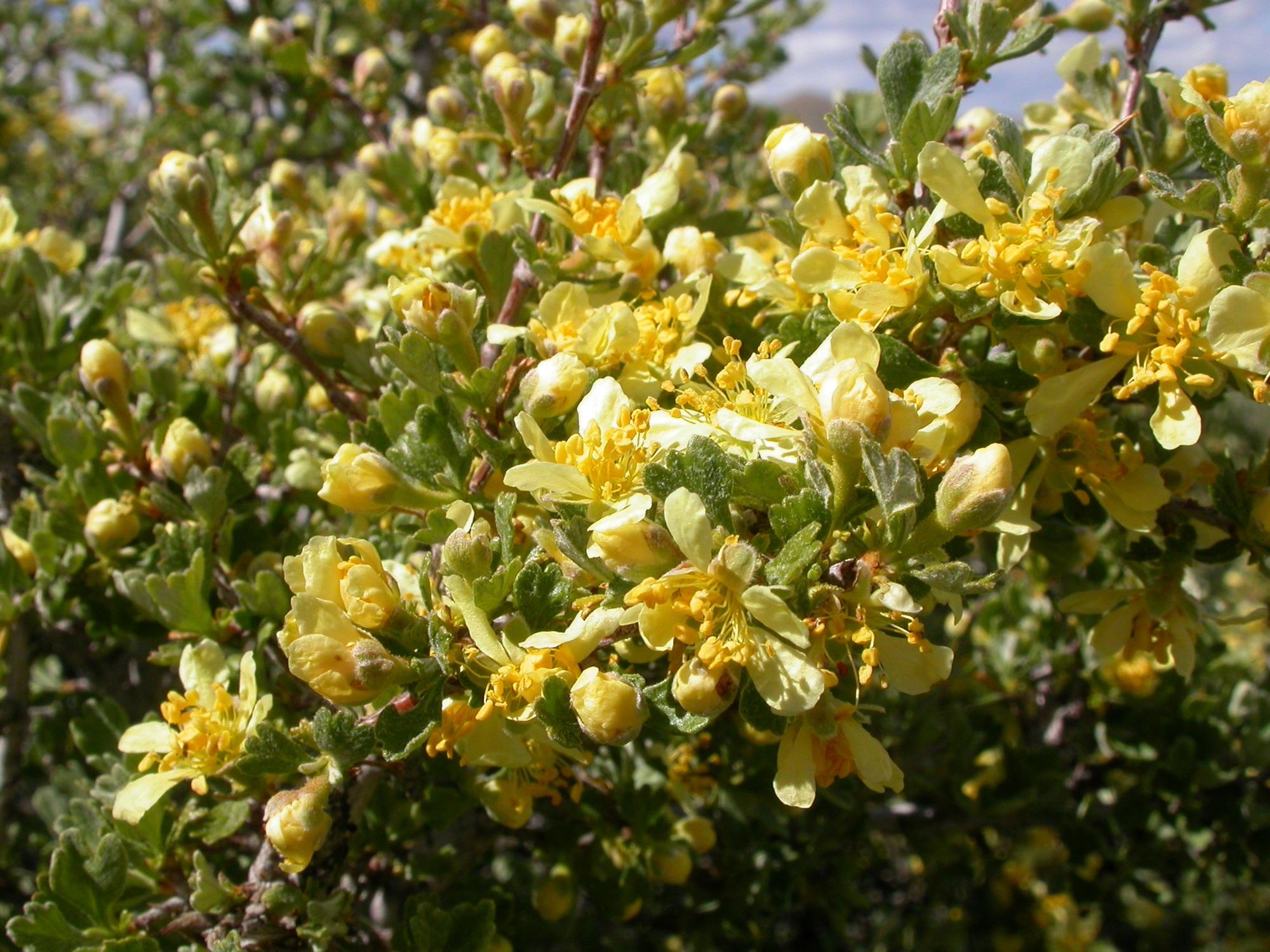 bush with hundreds of small yellow flowers