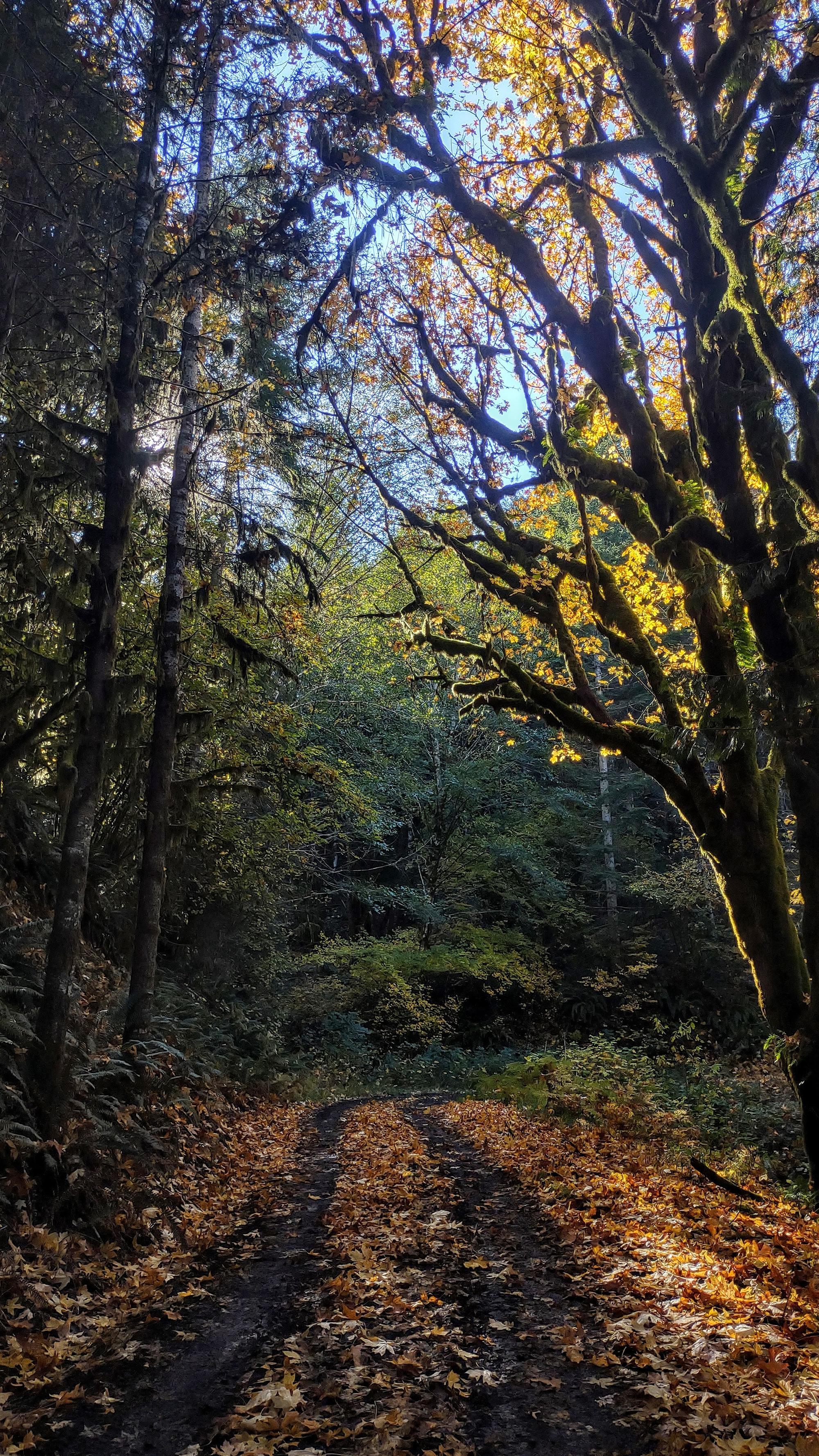 bigleaf maple canopy in fall, gold leaves along trail