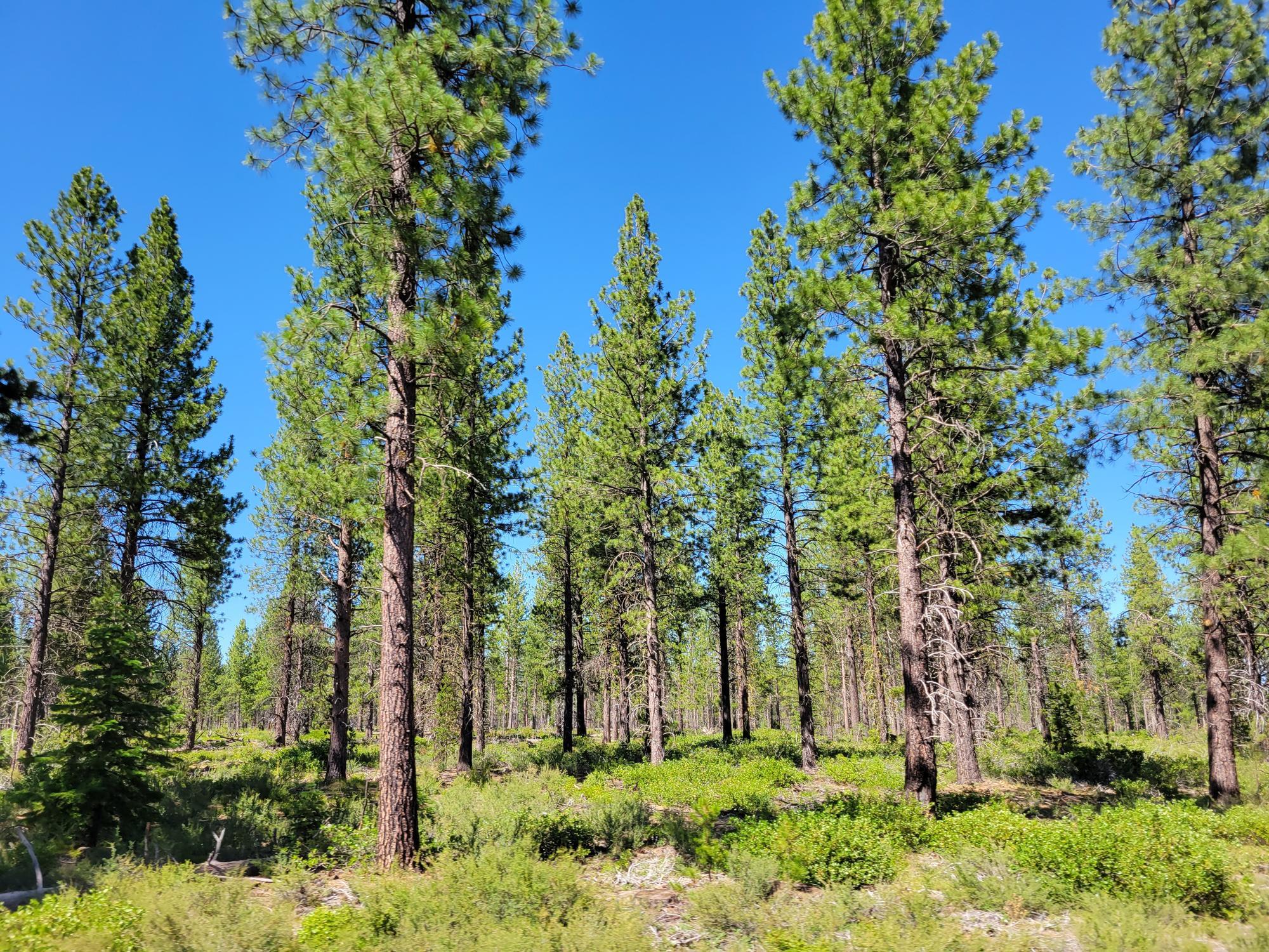 ponderosa pine spread out