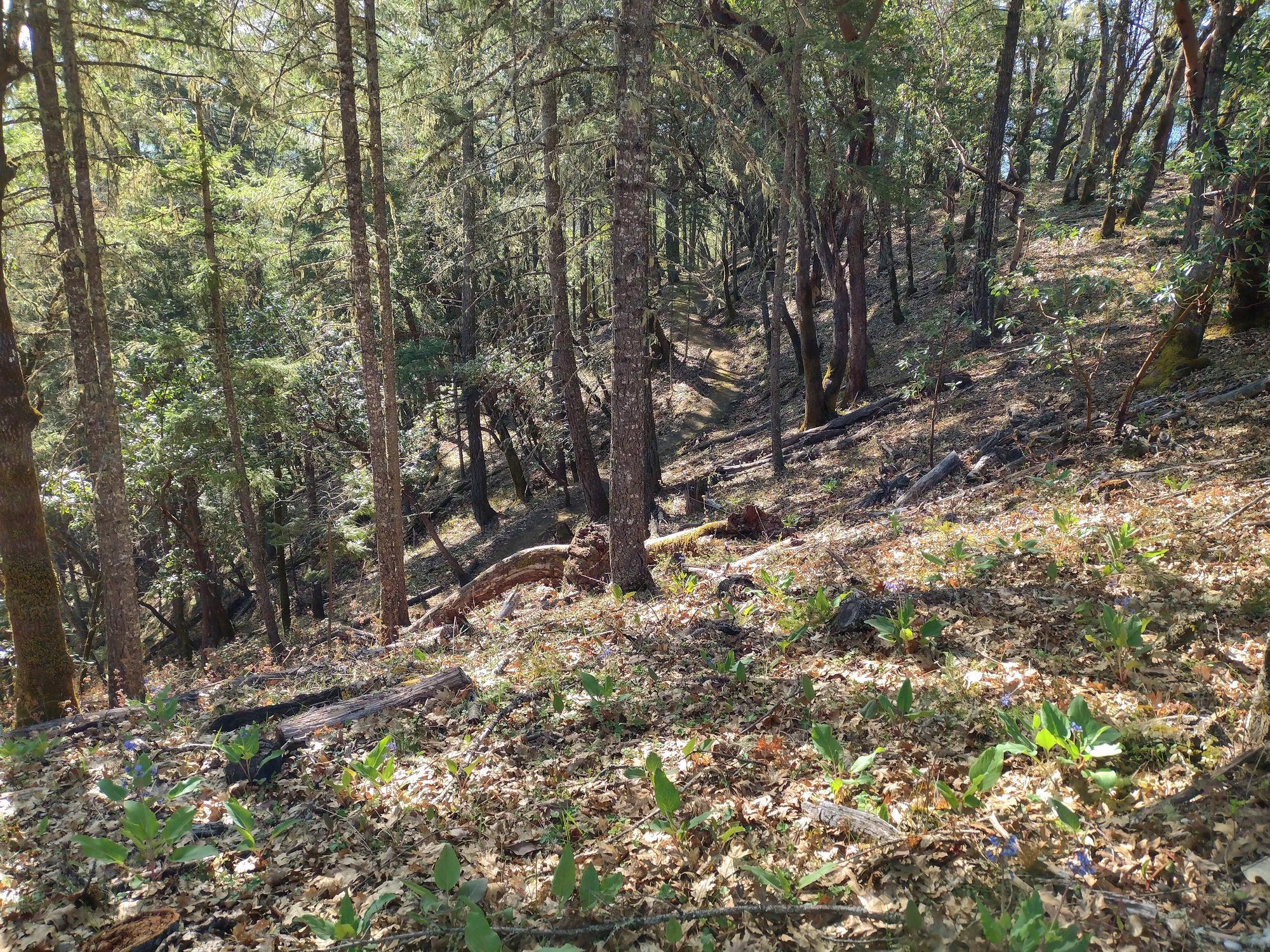 A burn unit in the Rogue Valley: The main fuels are timber litter and oak and madrone leaves.