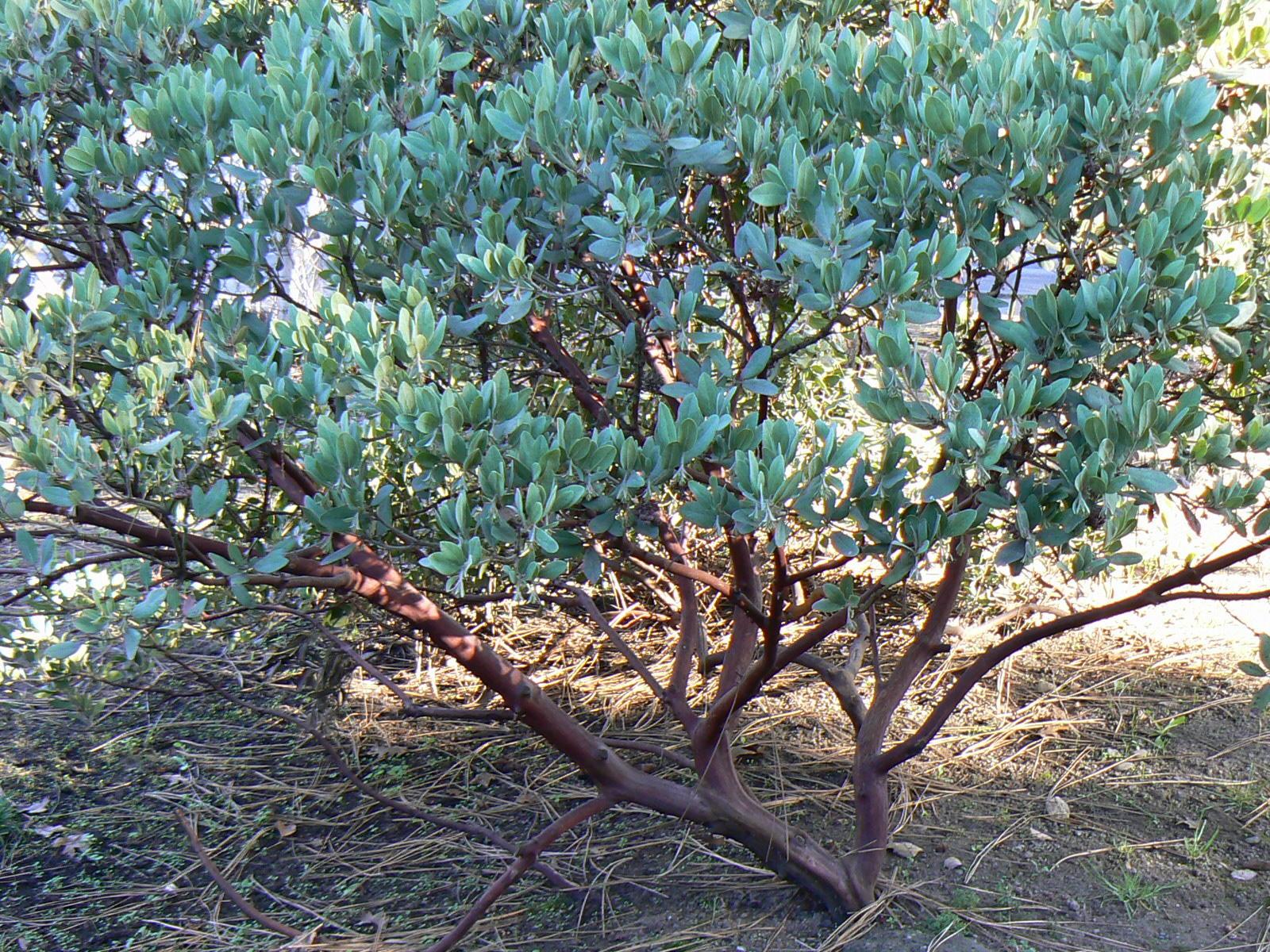 bush with red bark and rubbery, gray-green leaves