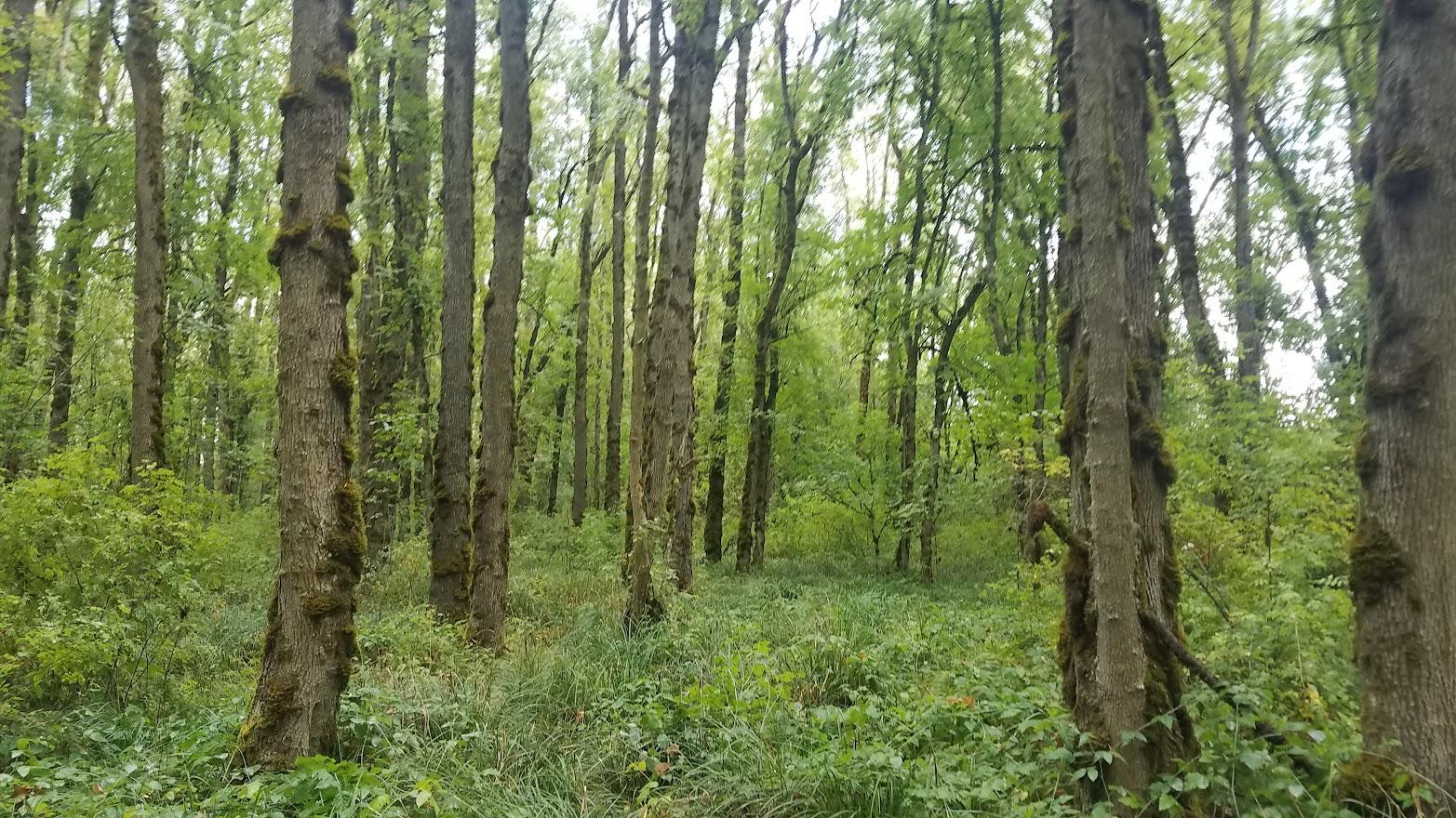 A stand of many ash trees