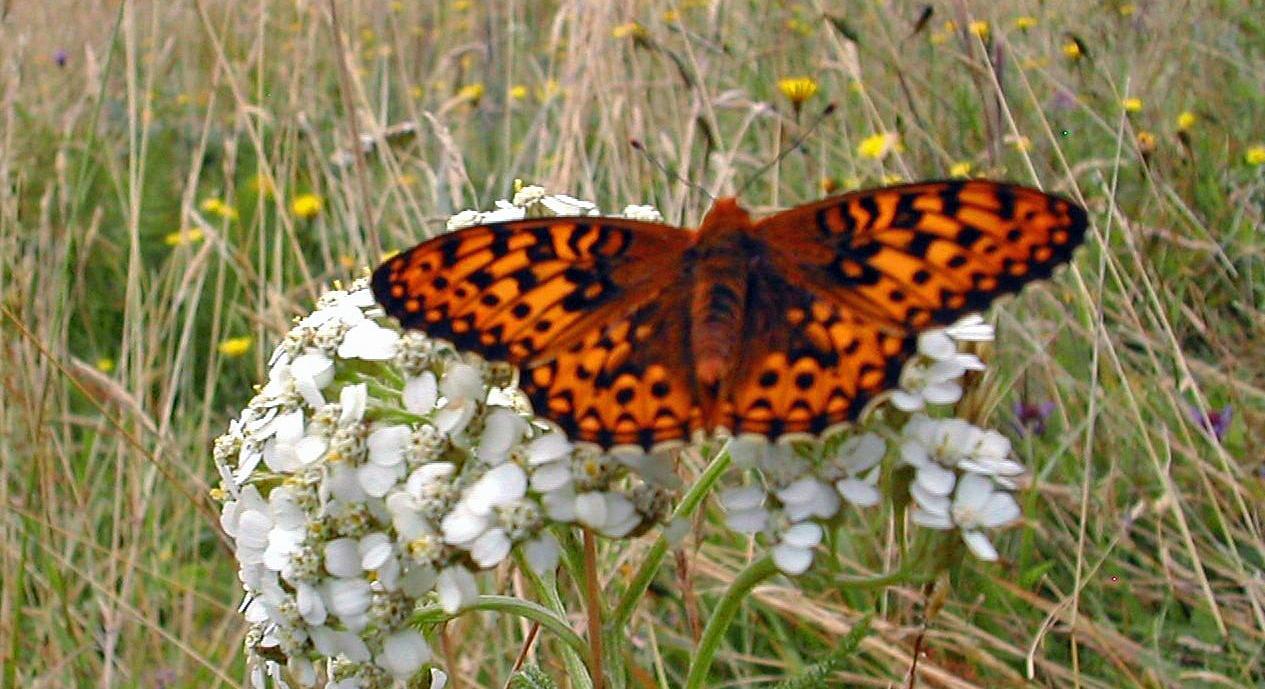 An Oregon silverspot butterfly lands on a plant. It has orange wings with black and sliver spots.