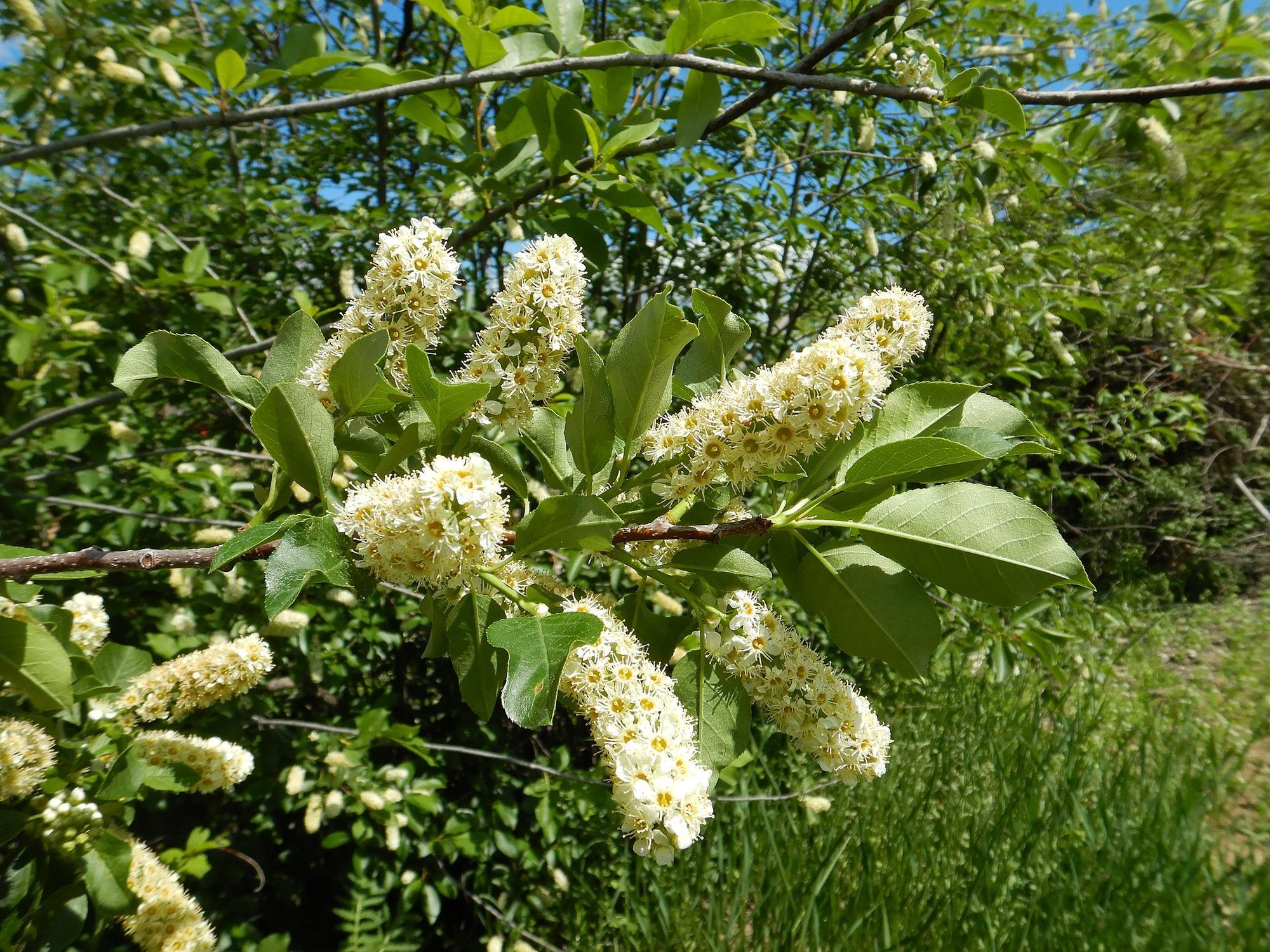 bush with cigar-shaped plumes or clusters of tiny white flowers