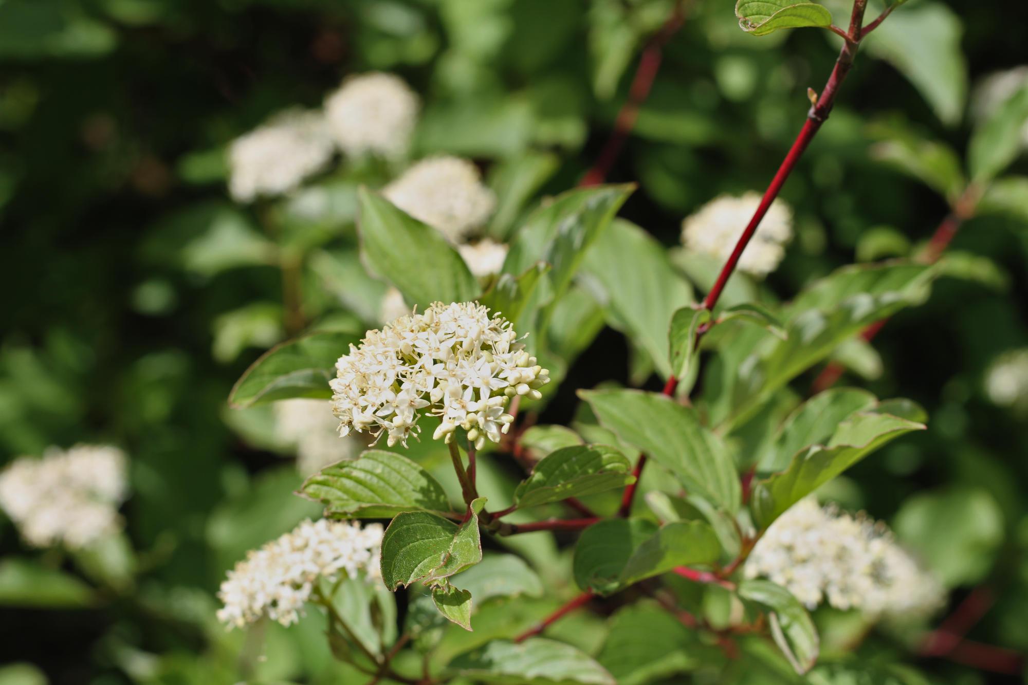 clusters of white composite flowers on bush with red stems