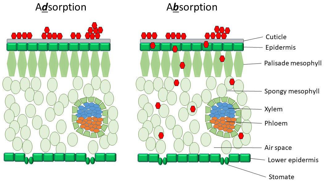 illustration showing adsorption vs absorption (particles passing through epidermis)