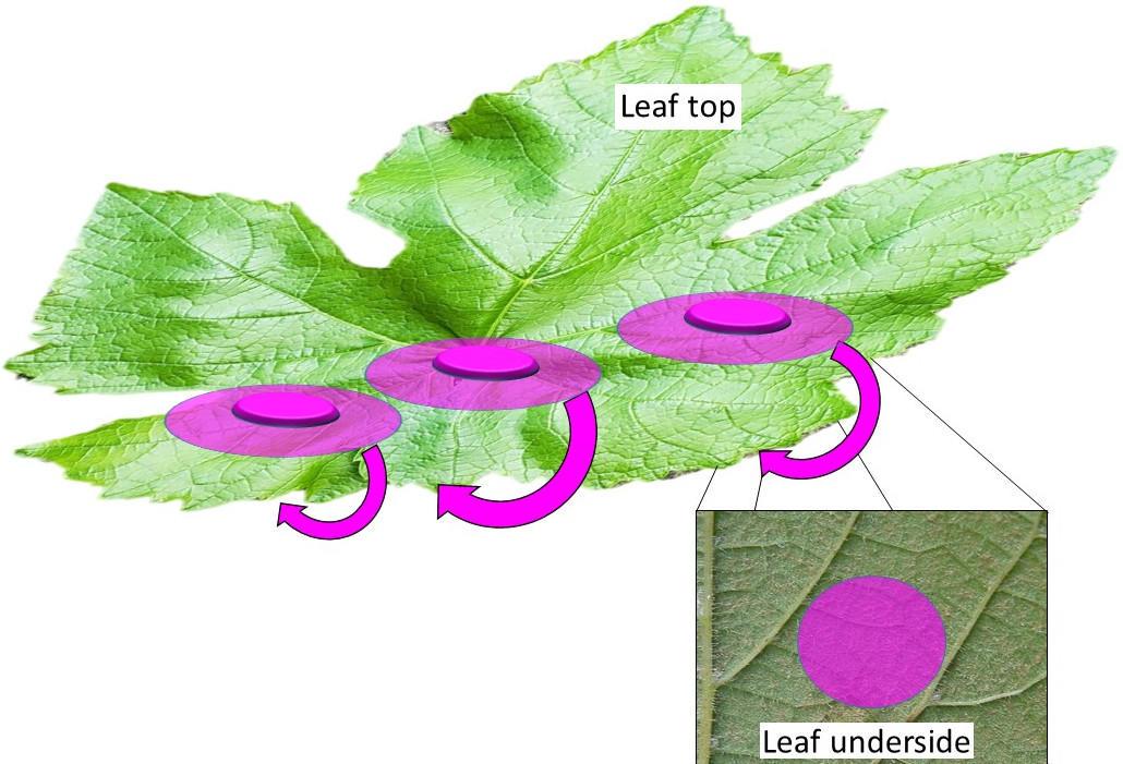 Figure 2. Schematic of translaminar redistribution, with round pink dots indicating deposition of pesticide and the shading indicating the area of plant protection.