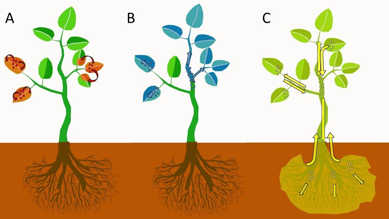 Figure 3. Pesticide redistribution type schematics (A) vapor, (B) xylem and (C) phloem. The small colored groups of dots indicate deposition of pesticide, while arrows indicate the direction of redistribution, with shading representing the area of the plant protected by the pesticide.