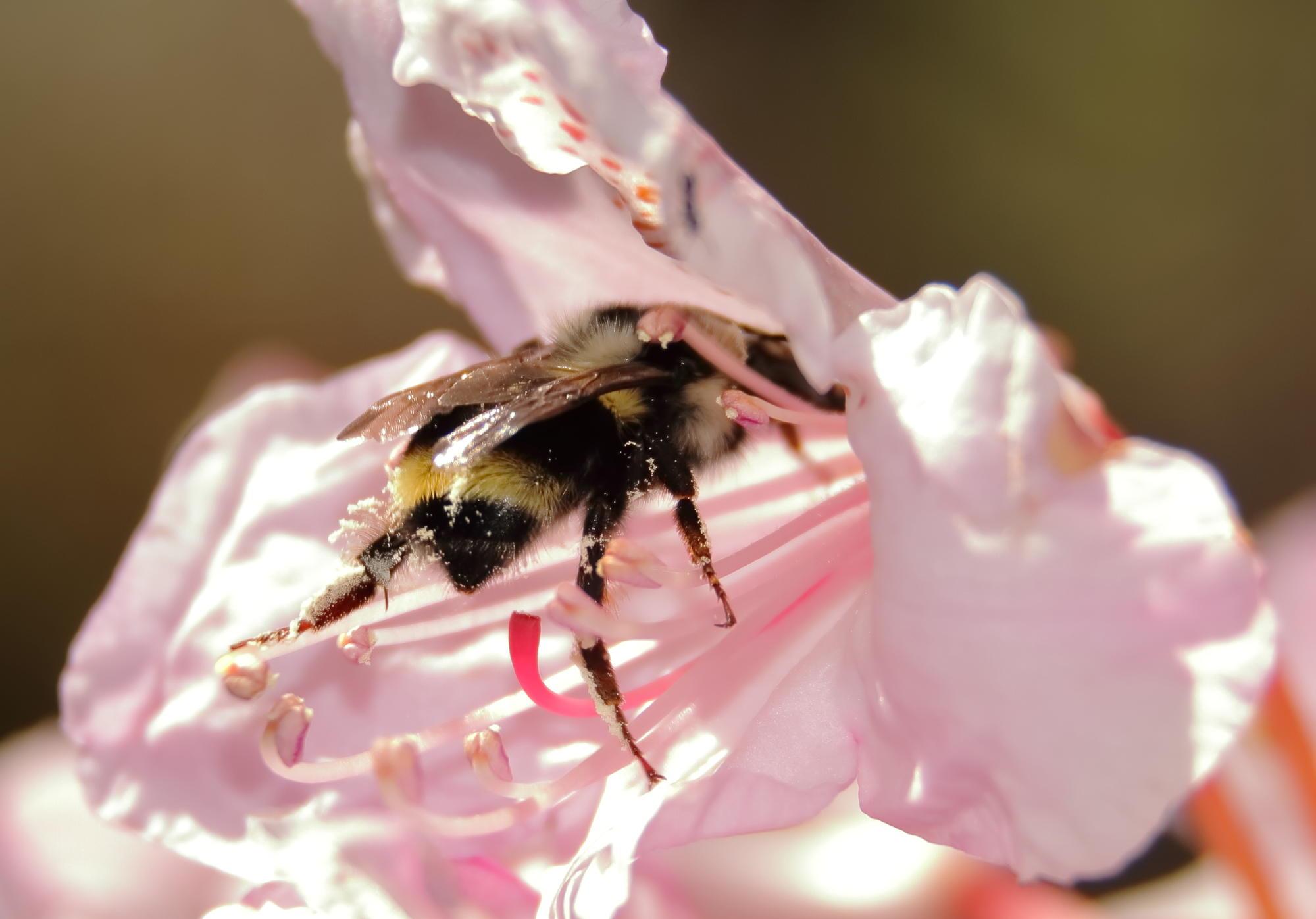 bee buried in petals of pink rhododendron