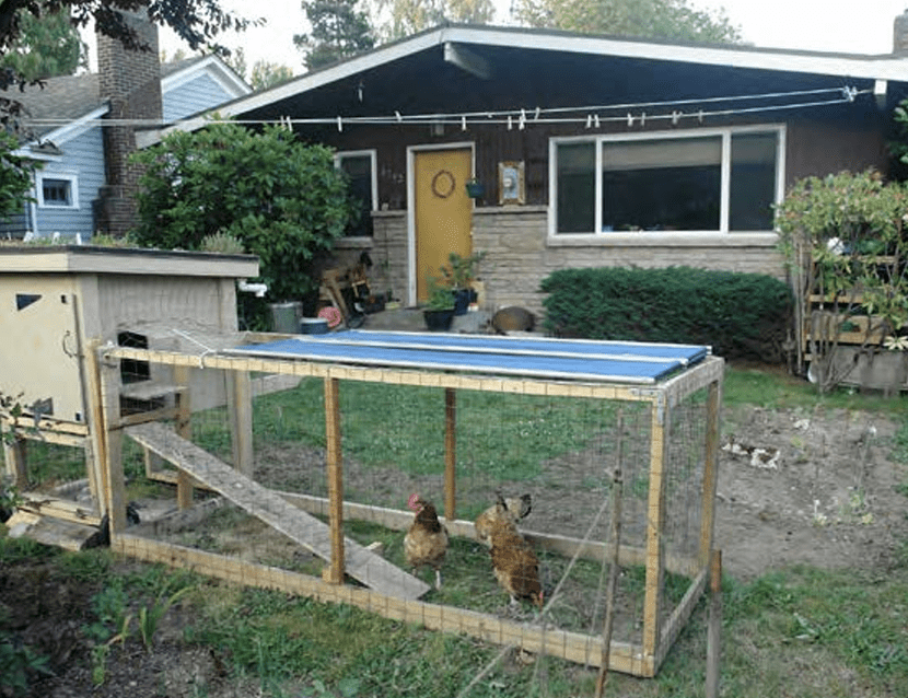 A well-maintained chicken facility helps keep chickens healthy and neighbors tolerant of small backyard flocks.