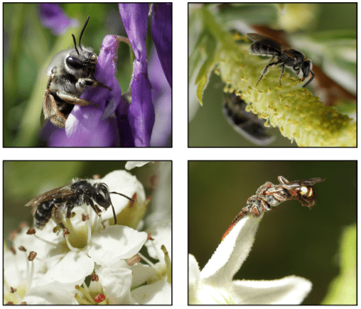 Urbane digger bee on purple vetch flower (top left), mining bee on fuzzy green willow flower (top right), mining bee on white hawthorn flower (bottom left), cuckoo bee resting on tip of white flower (bottom right).