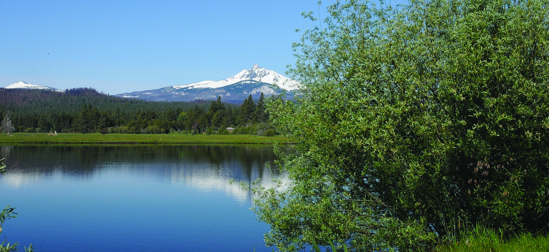 Willow foliage in front of white-topped mountain reflected in water