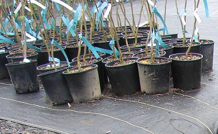 several plant containers sit on landscape fabric