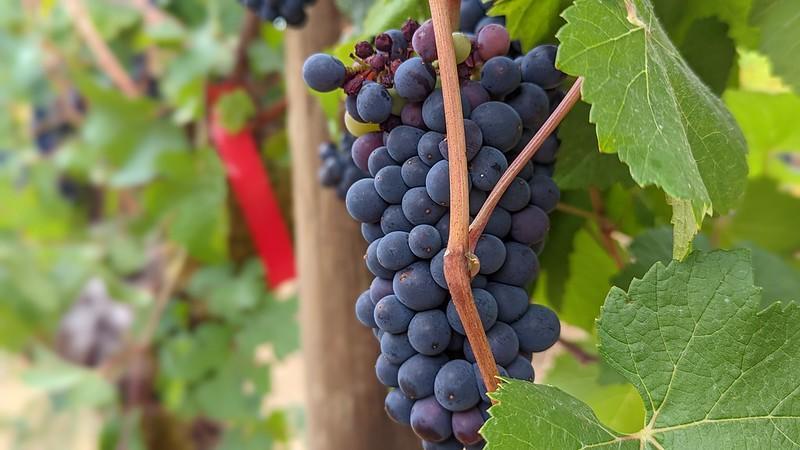 Pinot noir grapes at Oregon State University's Woodhall Vineyard.