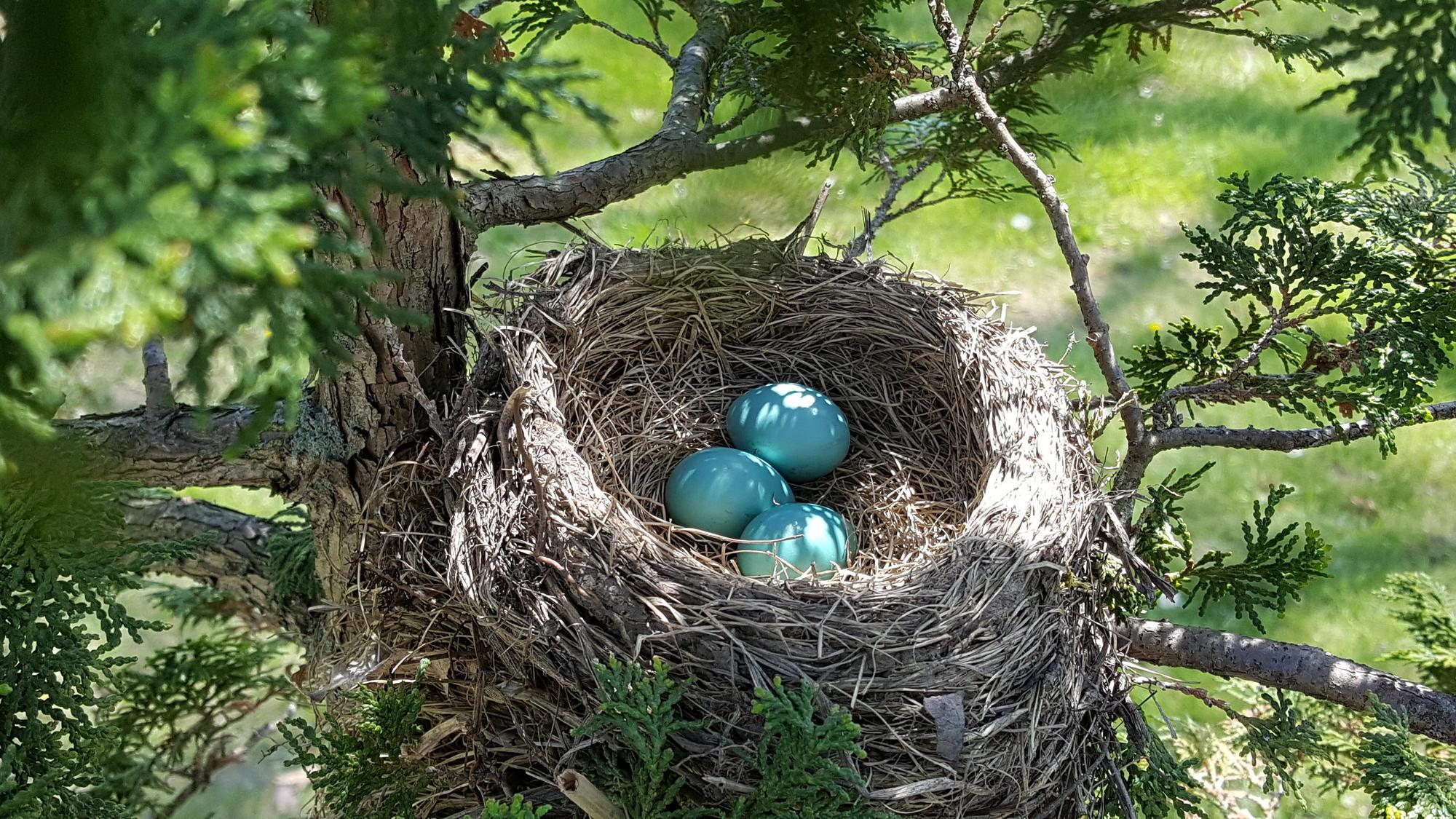 A robin's nest with three blue eggs.