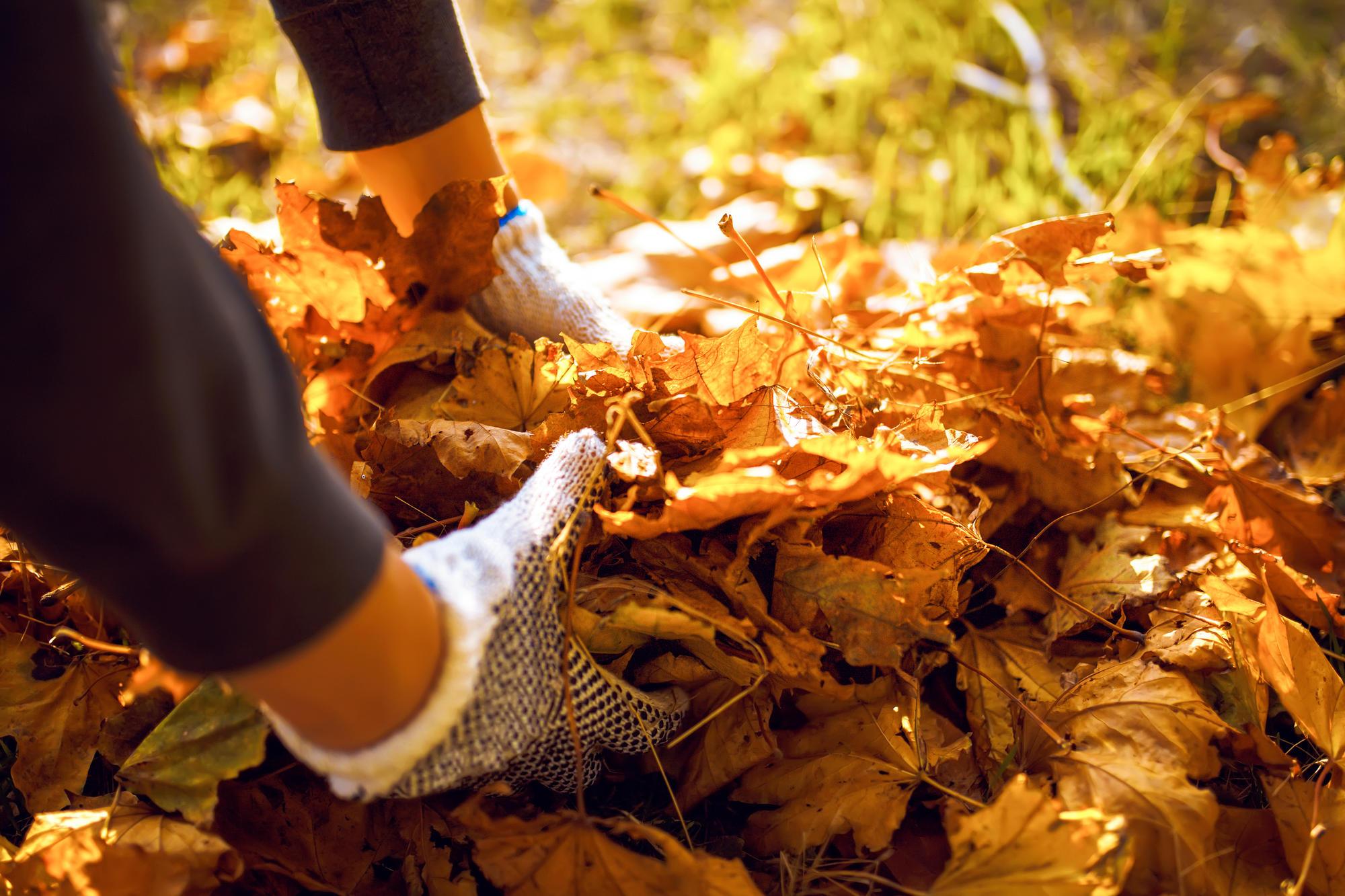 A gardener moving fallen leaves with gloved hands.