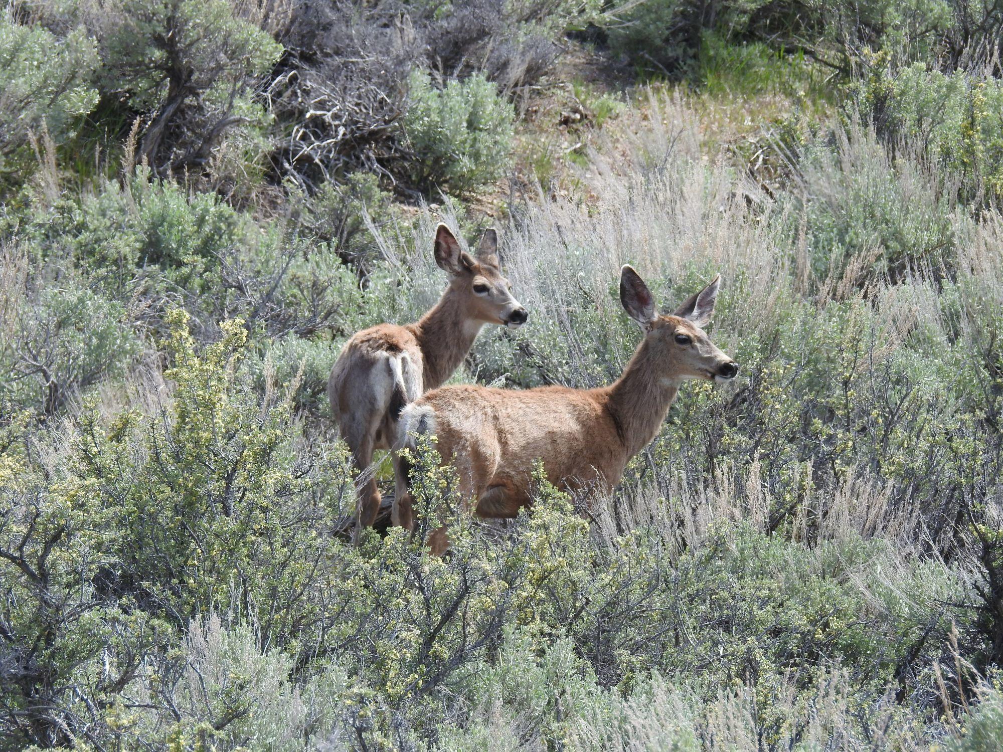 A mule deer doe and fawn in a meadow of sagebrush.