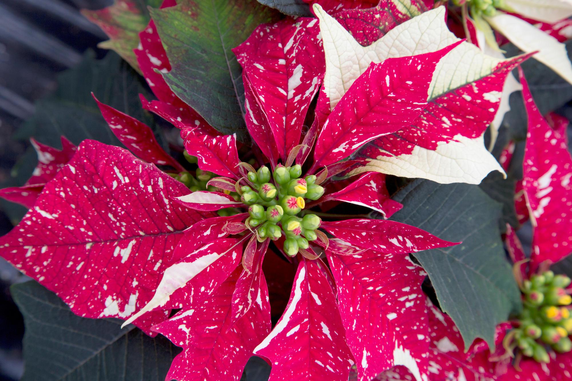A white and red speckled poinsettia plant.