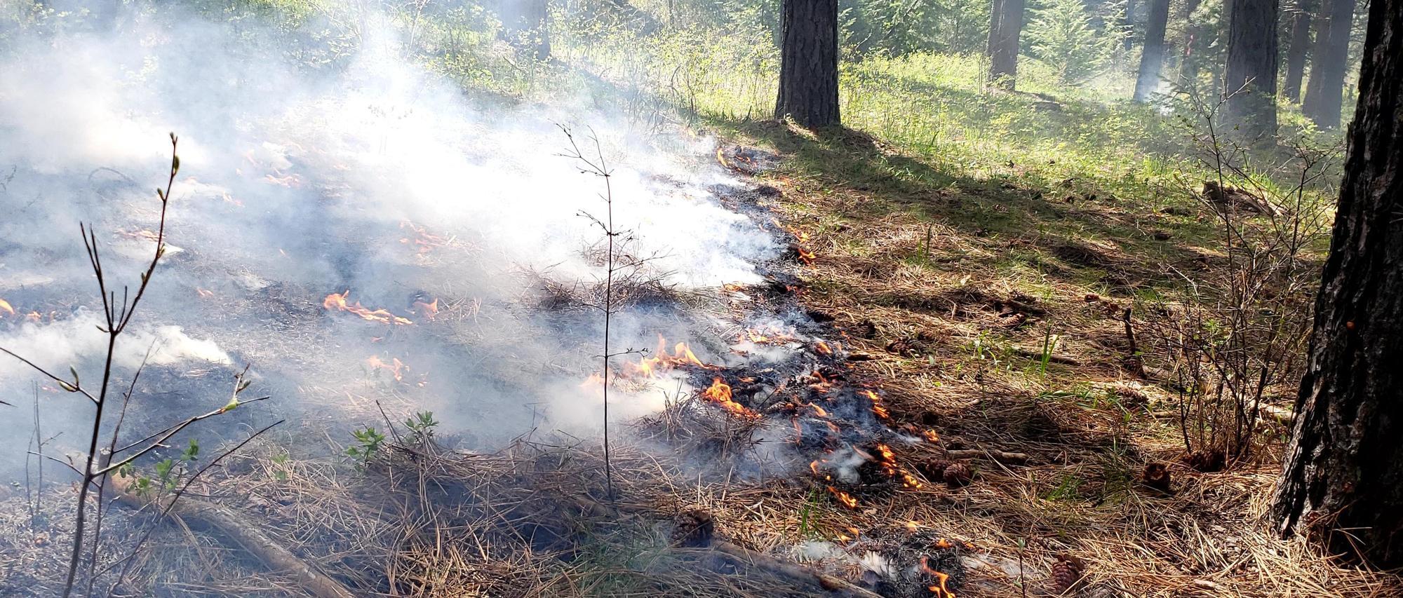 small fire line on forest floor