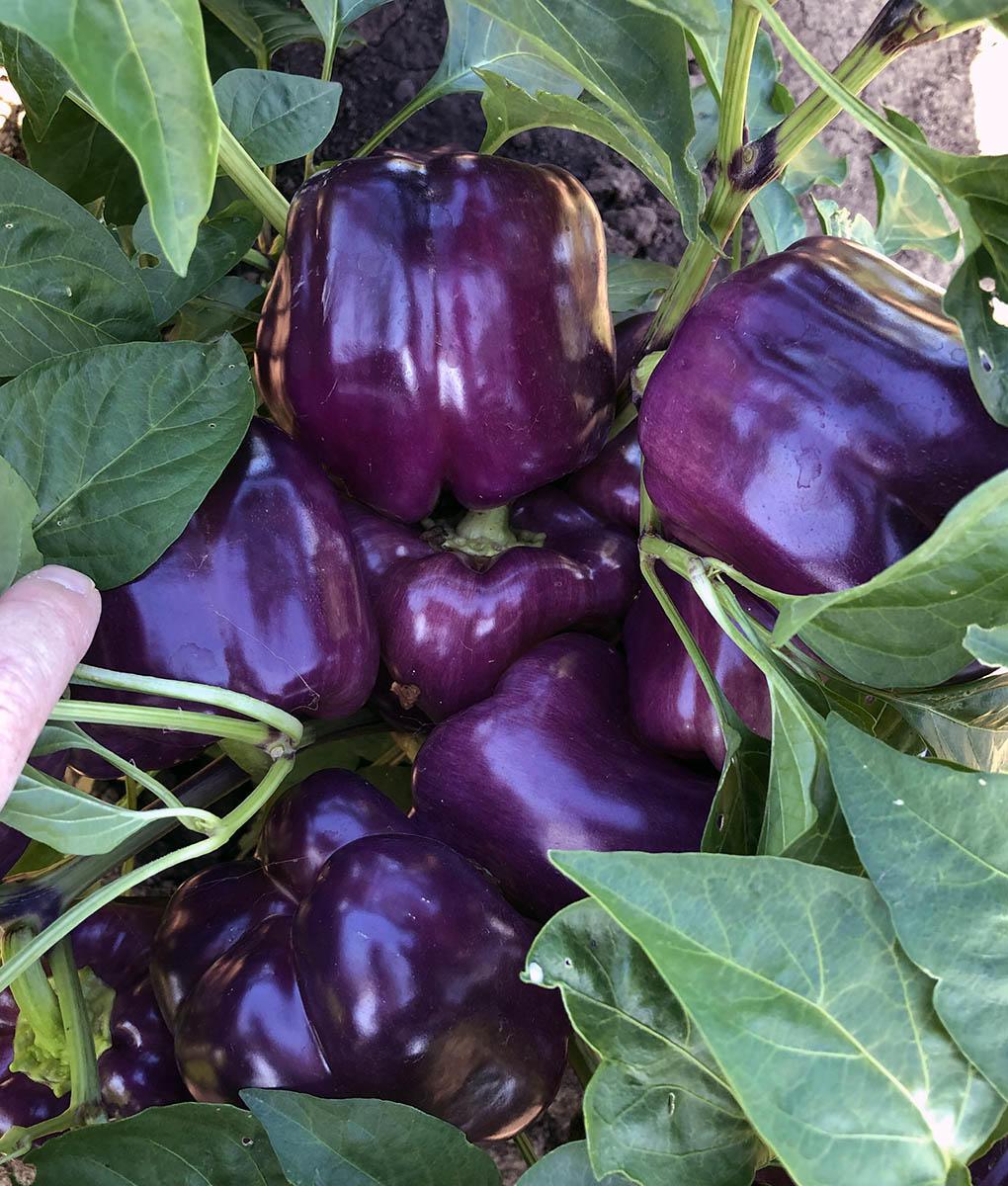 purple bell peppers green leaves one finger