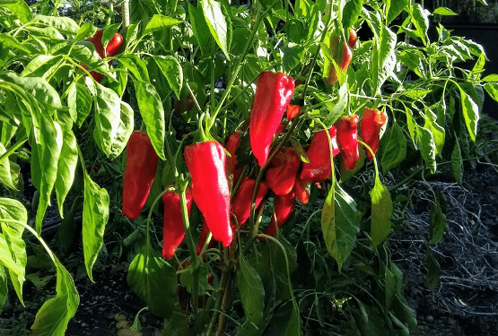 several long red peppers dangling from green bush