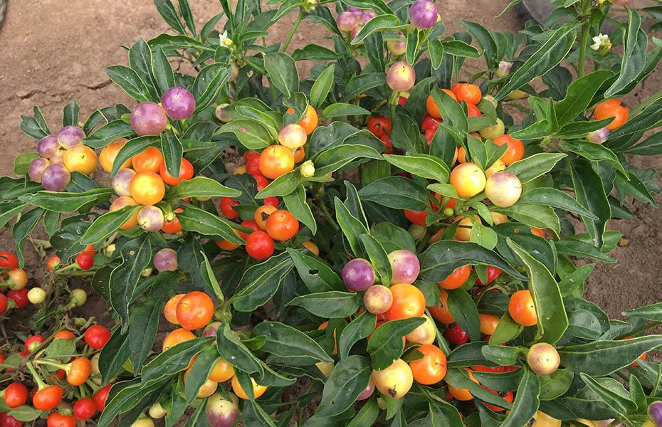 small round peppers in yellow, orange, red and purple on leafy bush