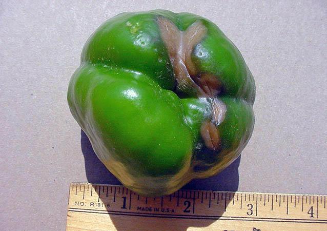 3" green pepper with brown spots on bottom next to ruler