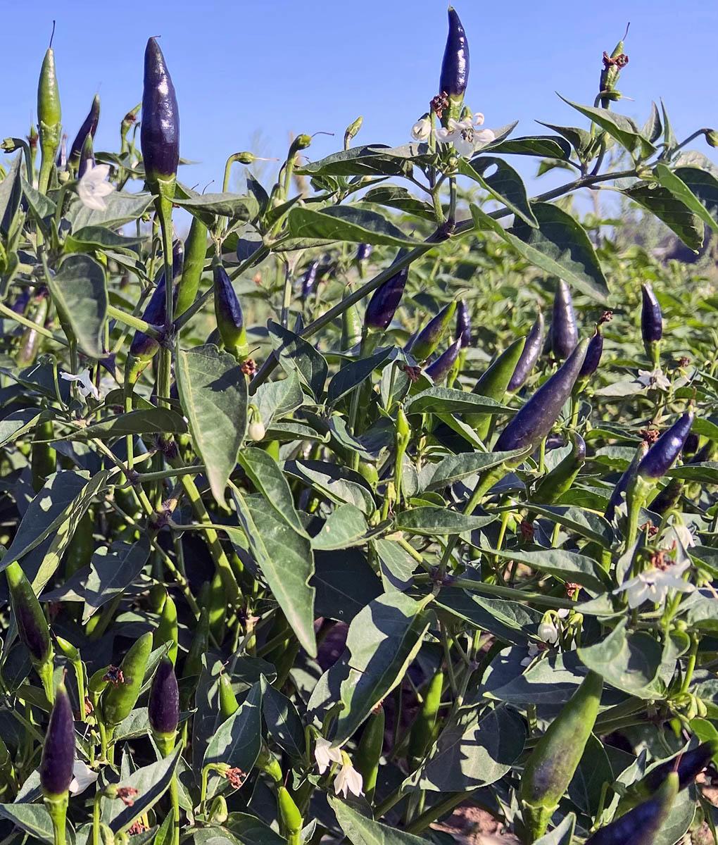 dark purple pointed peppers on bush