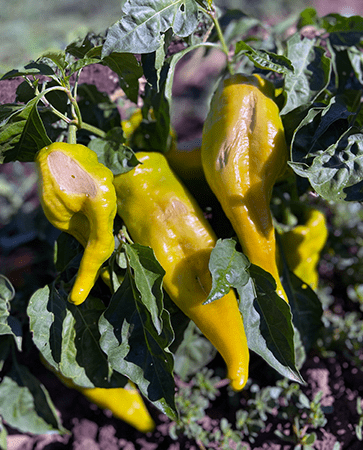 long yellow peppers with light brown sores and crinkly leaves
