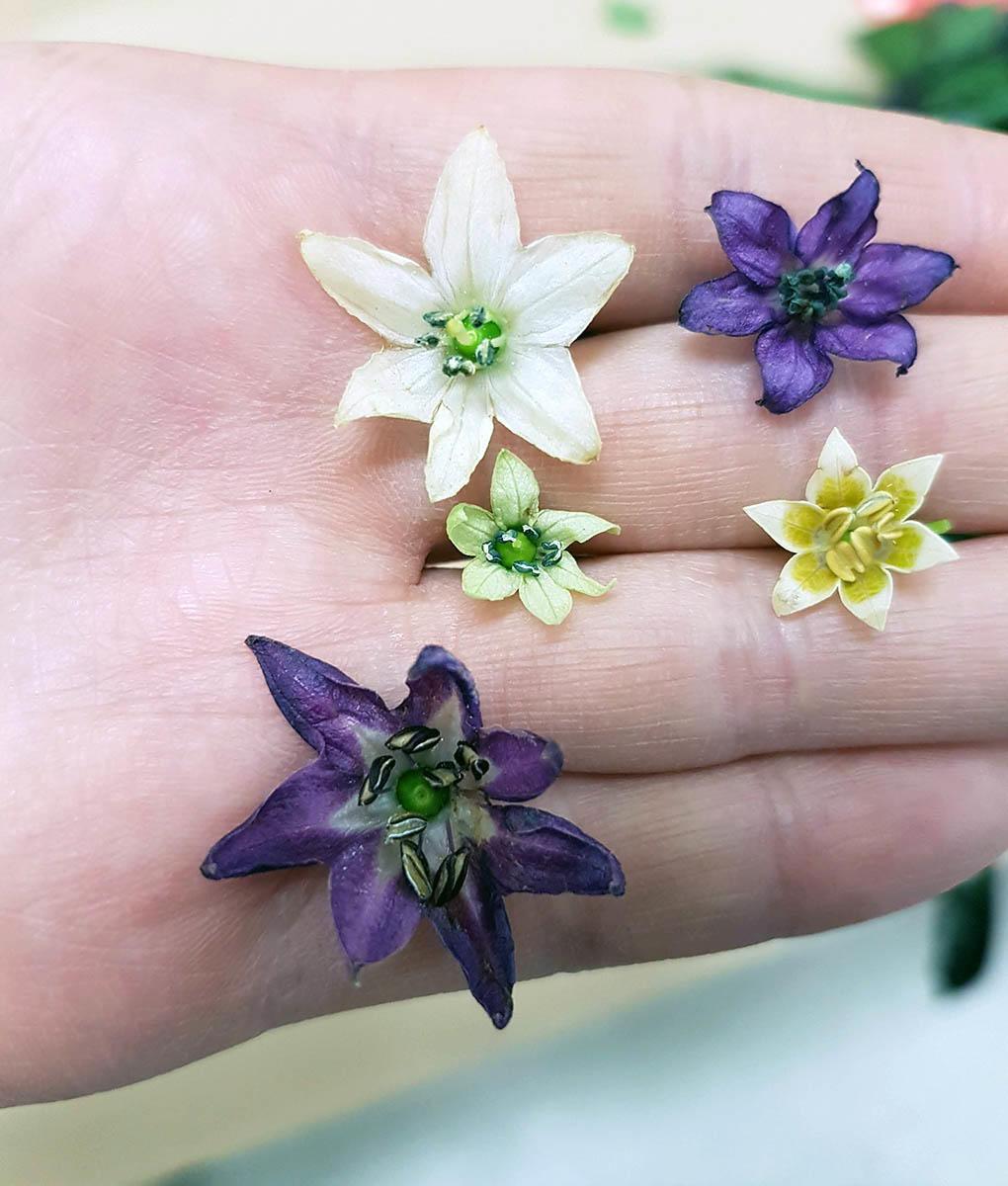 small star-shaped flowers in palm, two purple and three white