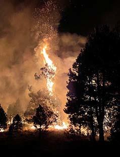 Embers coming off a burning pine tree
