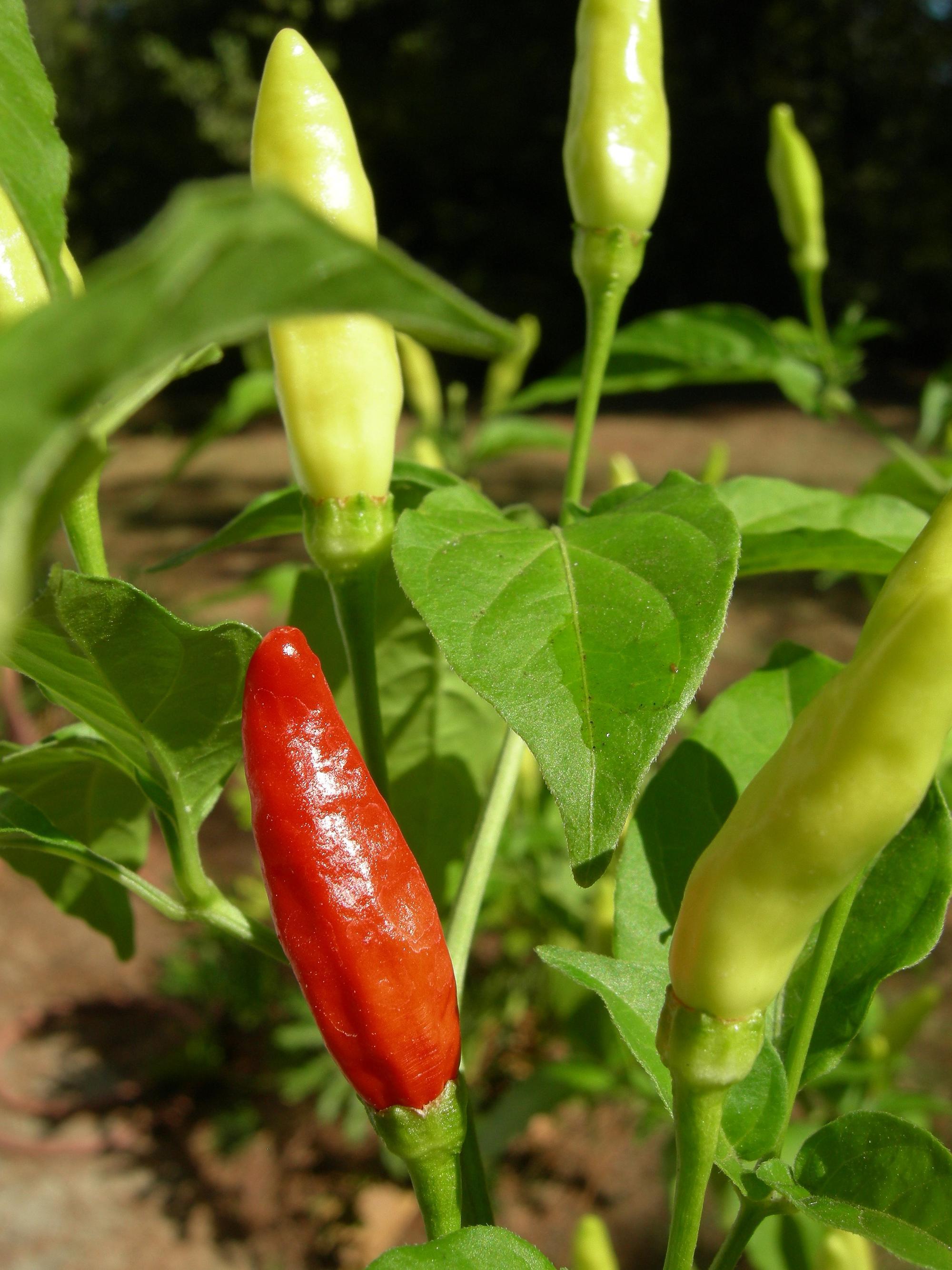three light green and one red long pointy peppers on bush