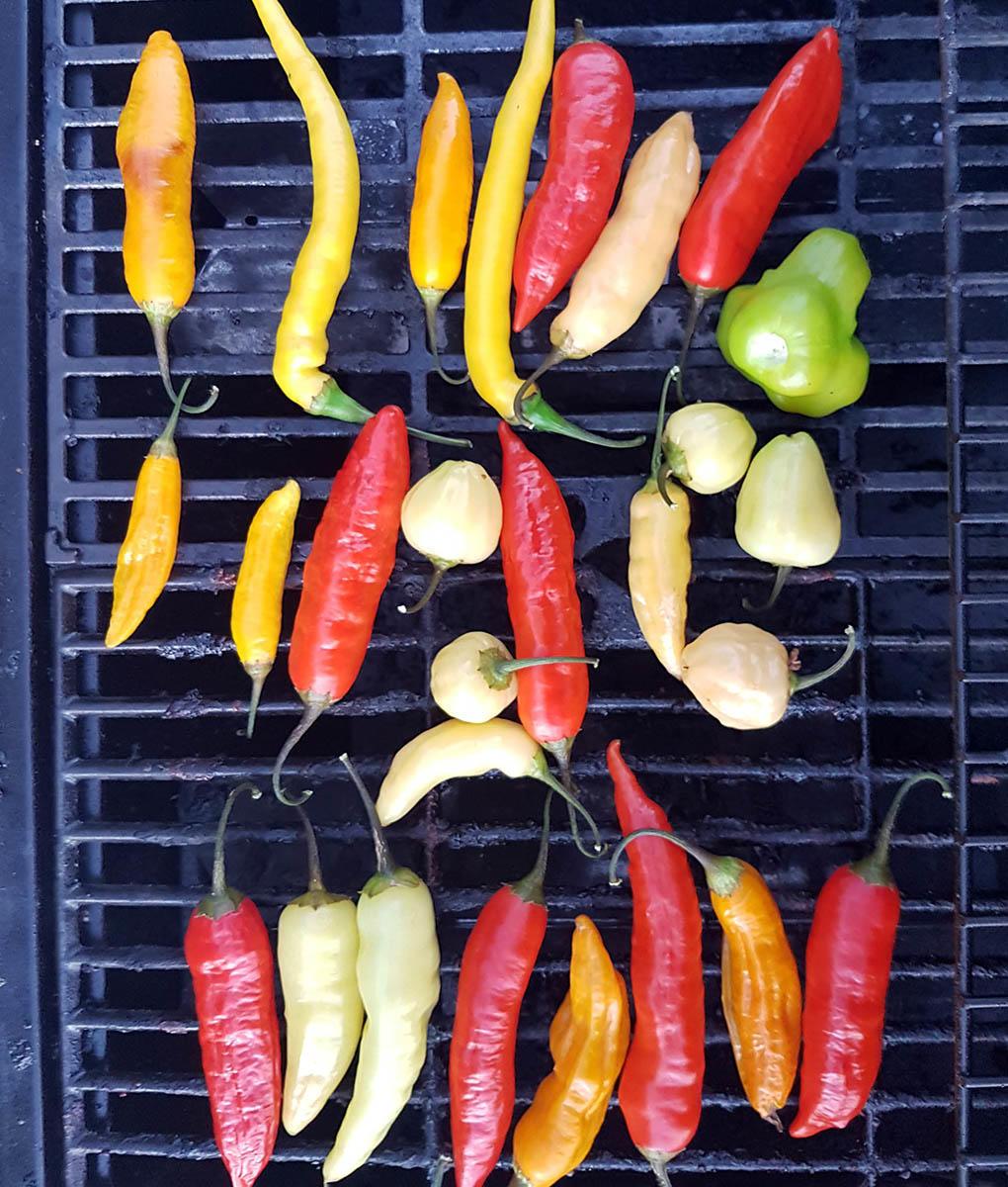Several long peppers on a grill in colors of red, white, orange and green