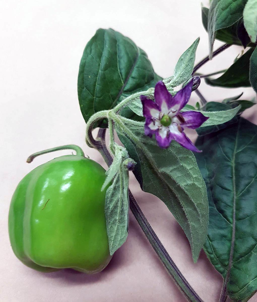 green round pepper and purple flower