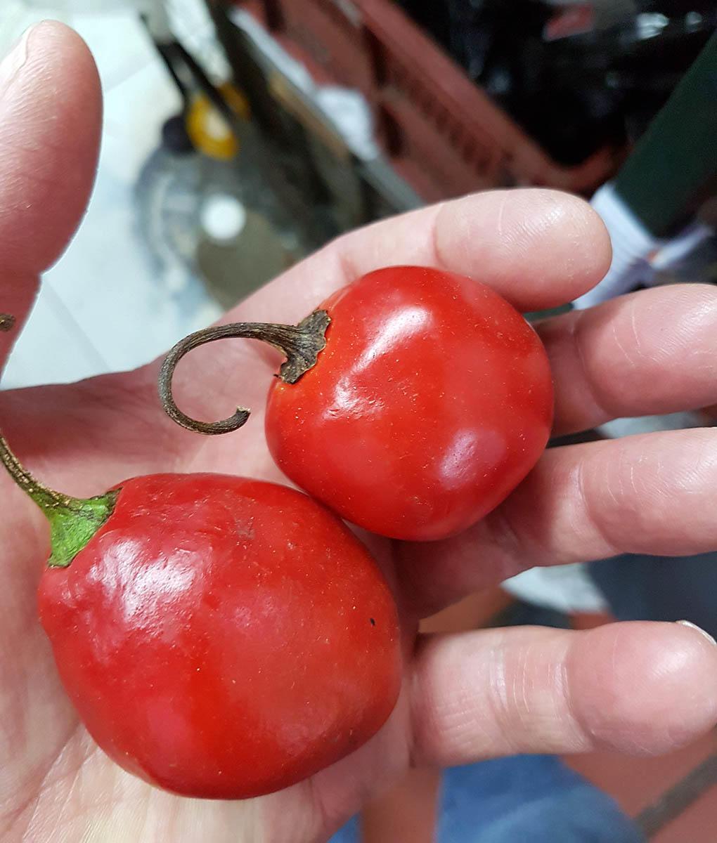 two round red peppers in palm of hand