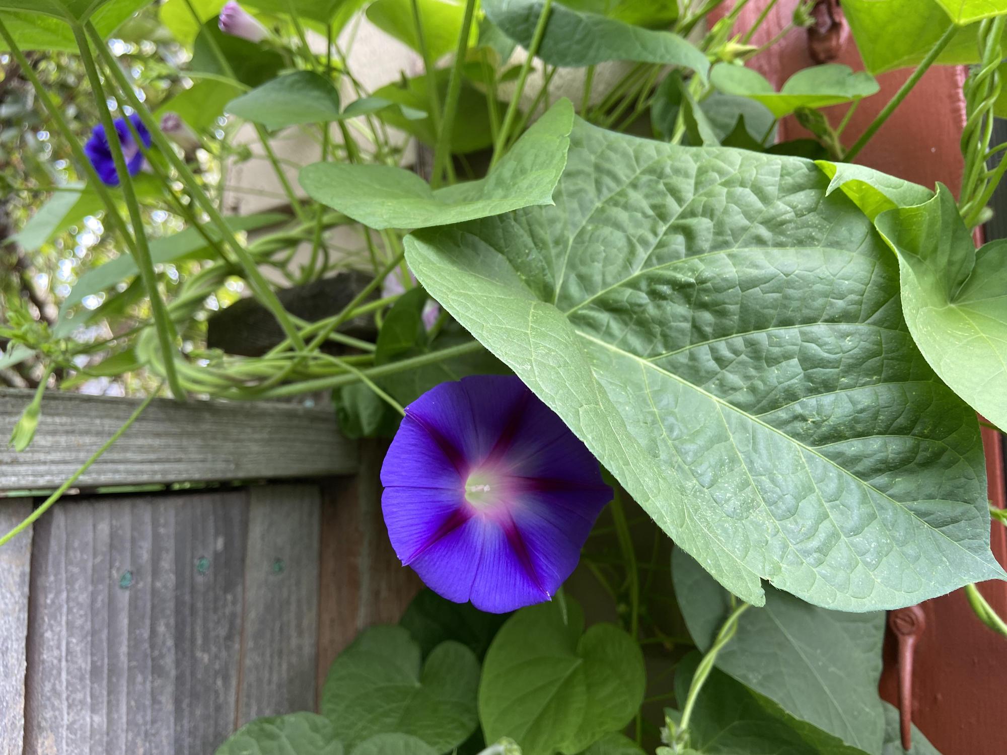 purple flower annual morning glory and leaves