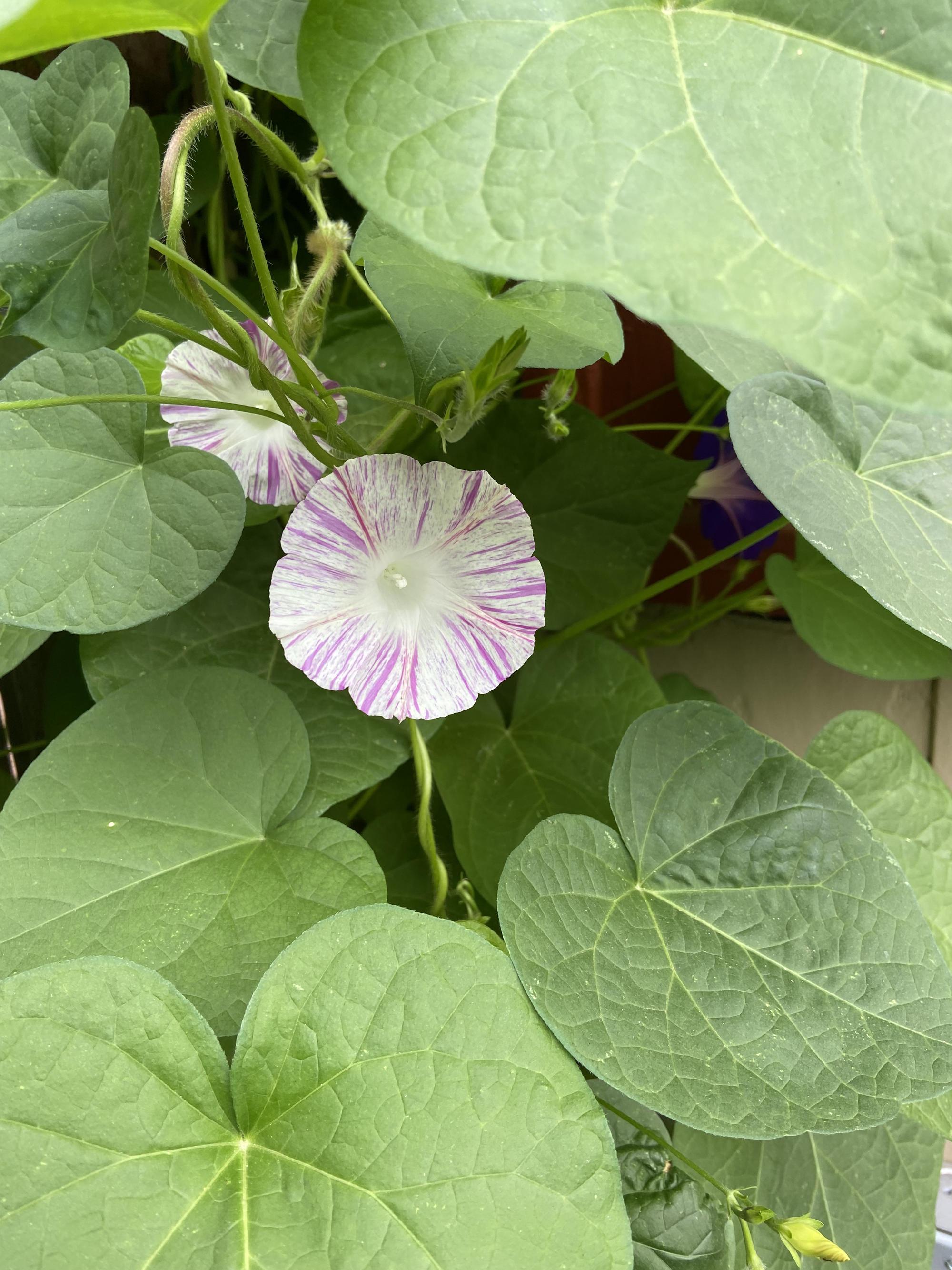 pink and white variegated Annual Morning Glory