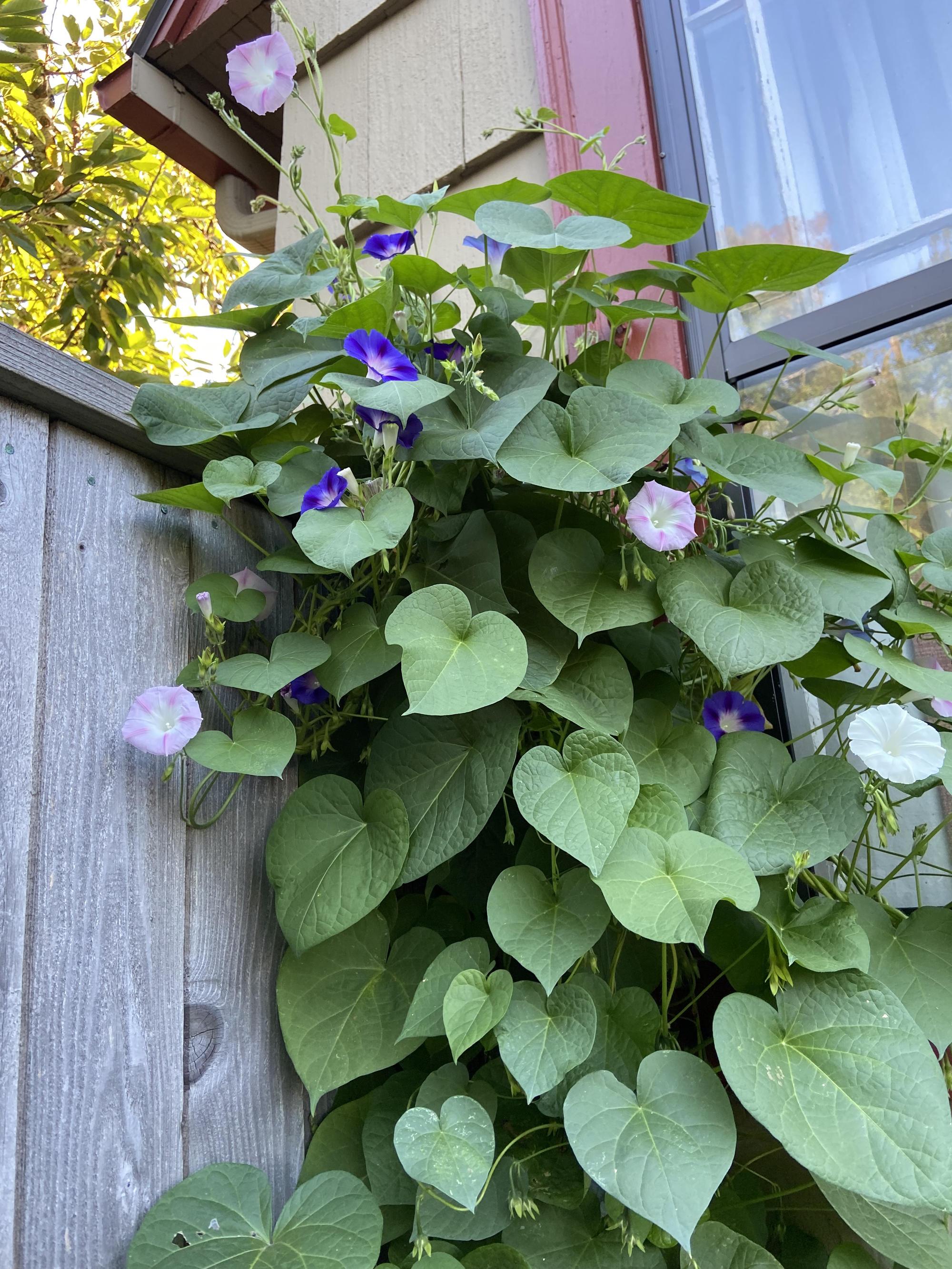 Multiple colored annual morning glories climbing over a wood fence