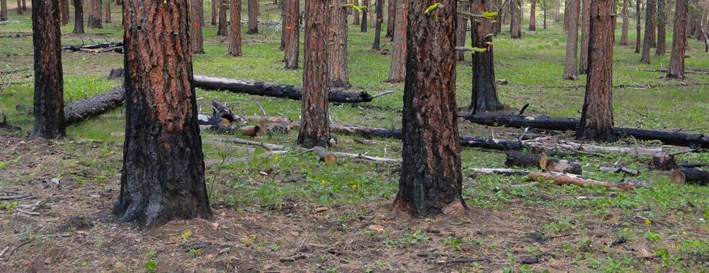 burned tree trunks in cleared forest