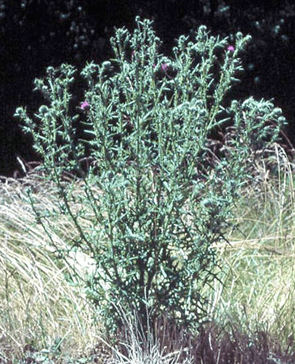 Second-year (mature) bull thistle