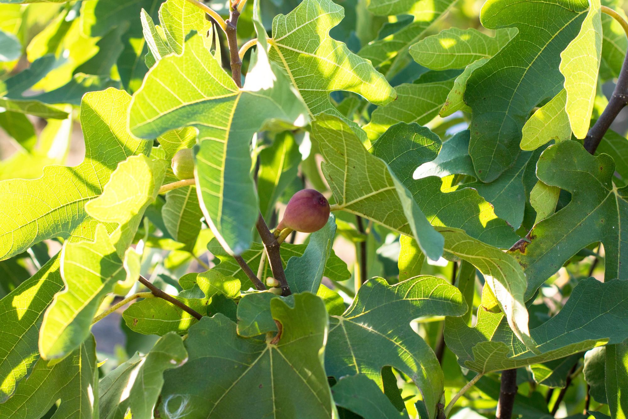 A fig tree with a fig on its branch.