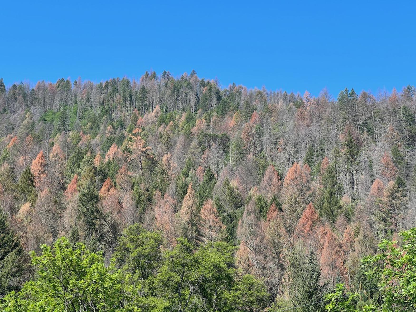 a hillside with a mix of brown dead and live trees, blue sky