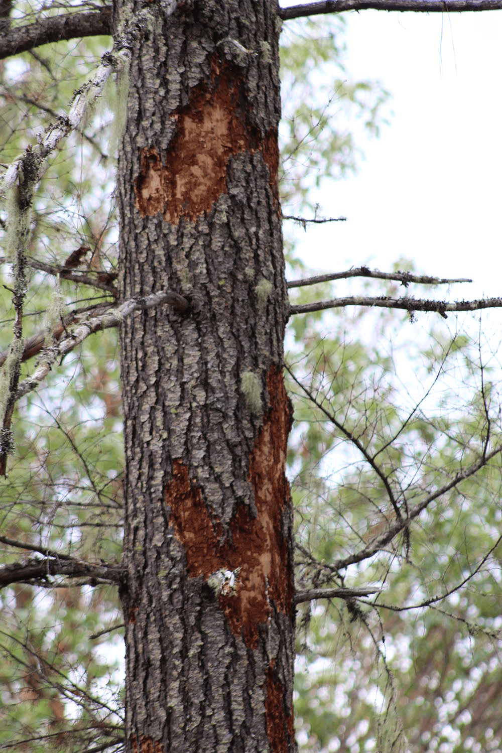 bark flaking off tree trunk